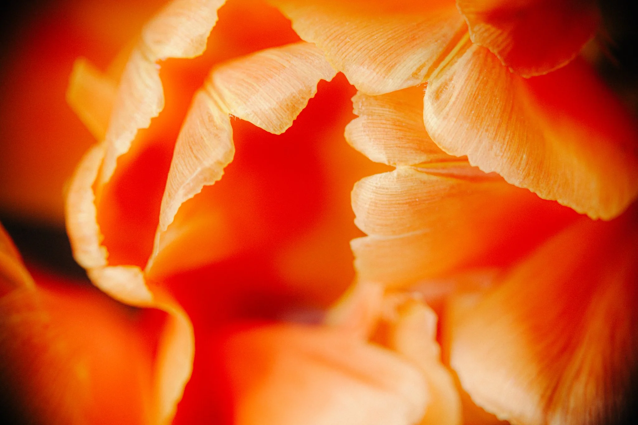 Close-up of orange pasta shells with textured ridges, arranged in a circular pattern.