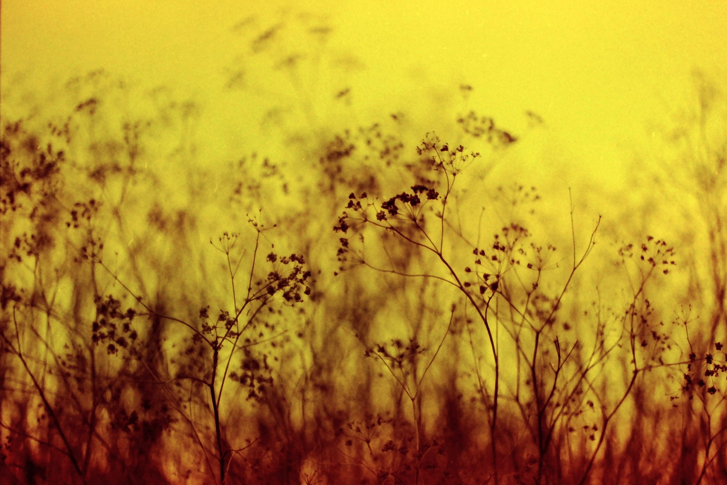 Close-up of dried wildflowers or plants against a blurred warm yellow background.