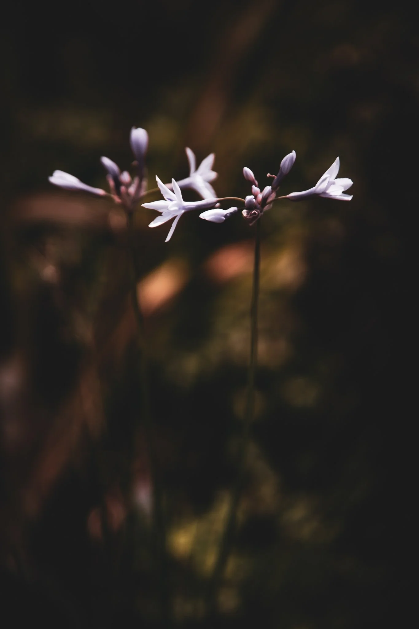 Close-up of a delicate white flower blooming against a dark blurred background.