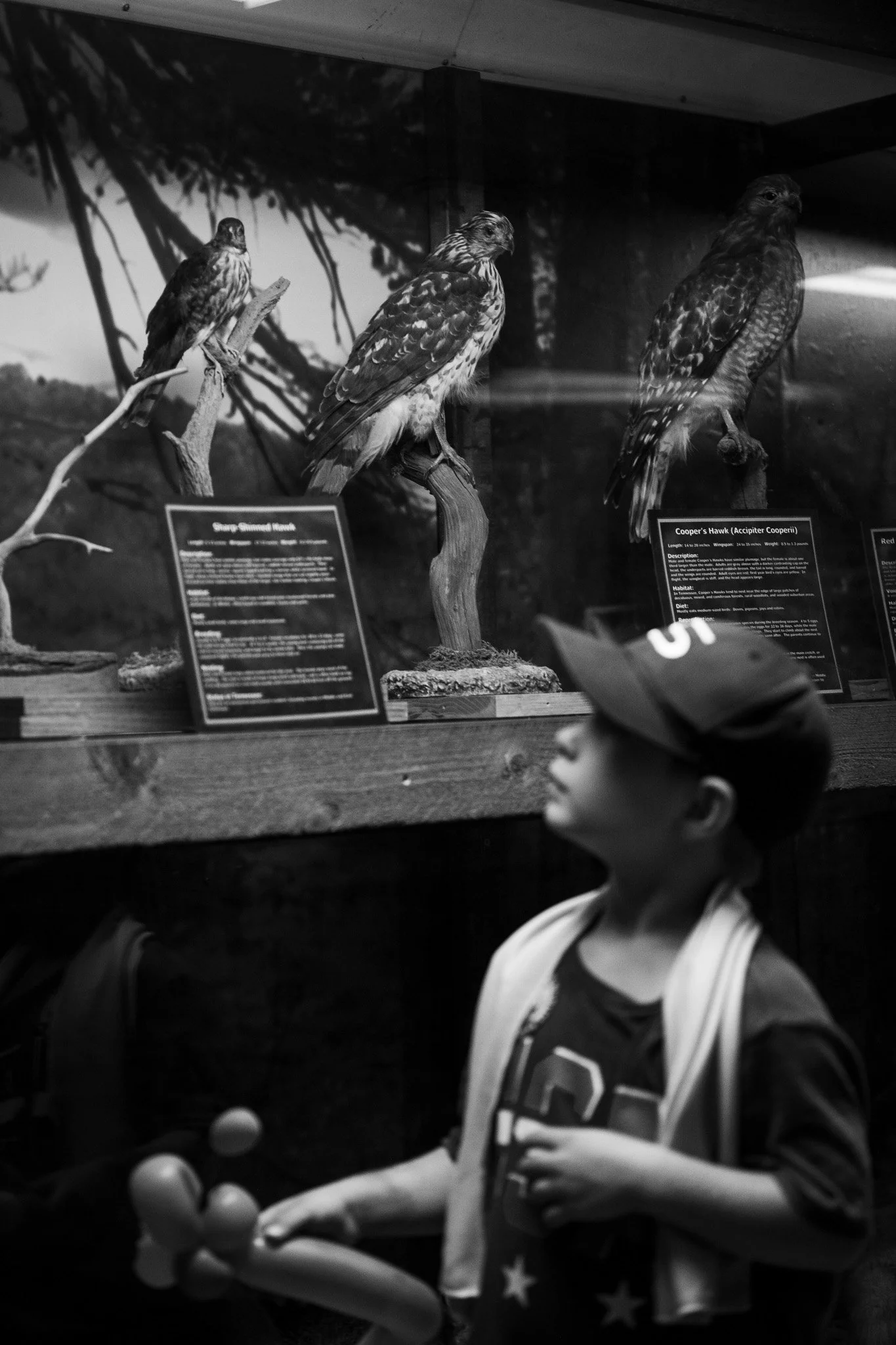 A display of three mounted birds behind glass, with informational plaques below each bird, and a person with short hair, wearing a sports jersey, looking at the exhibit in the foreground.