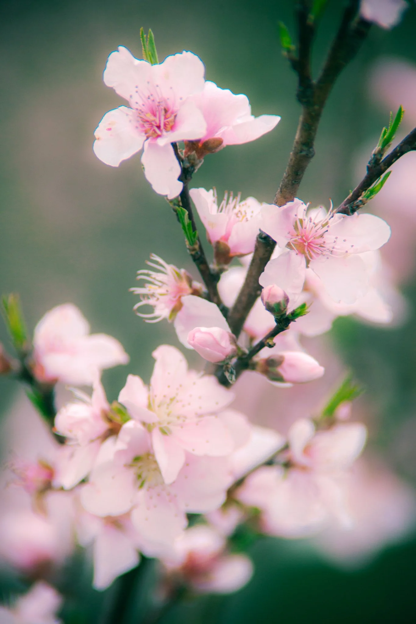 Close-up of pink cherry blossoms on a branch, with a blurred green background.