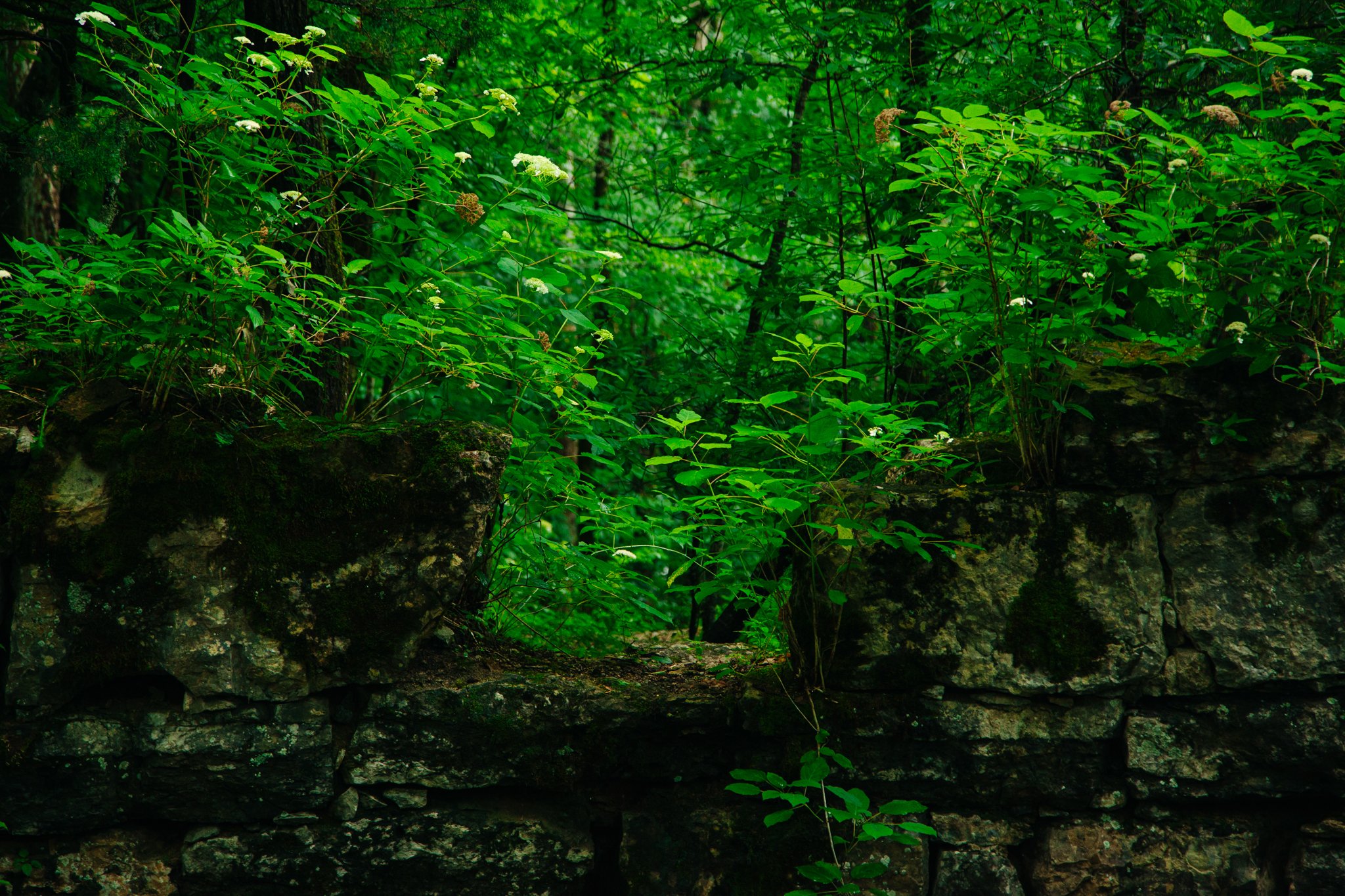 Lush green forest with trees, bushes, and plants growing on a rocky terrain.