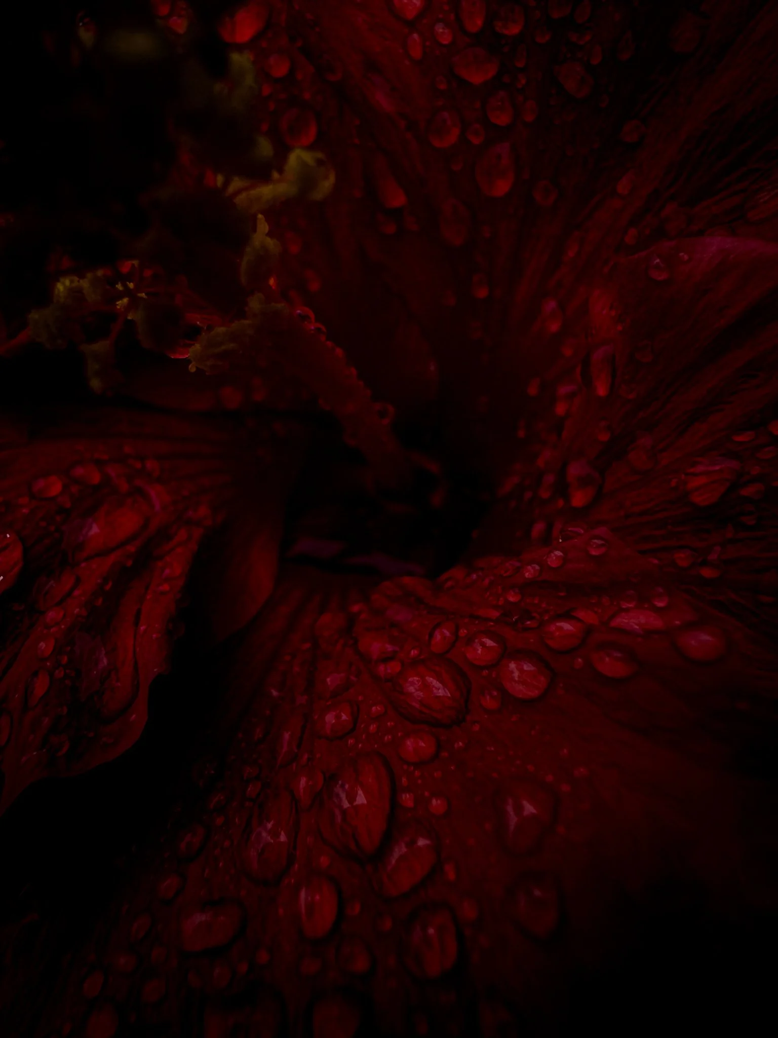 Close-up view of a red flower with water droplets on its petals.