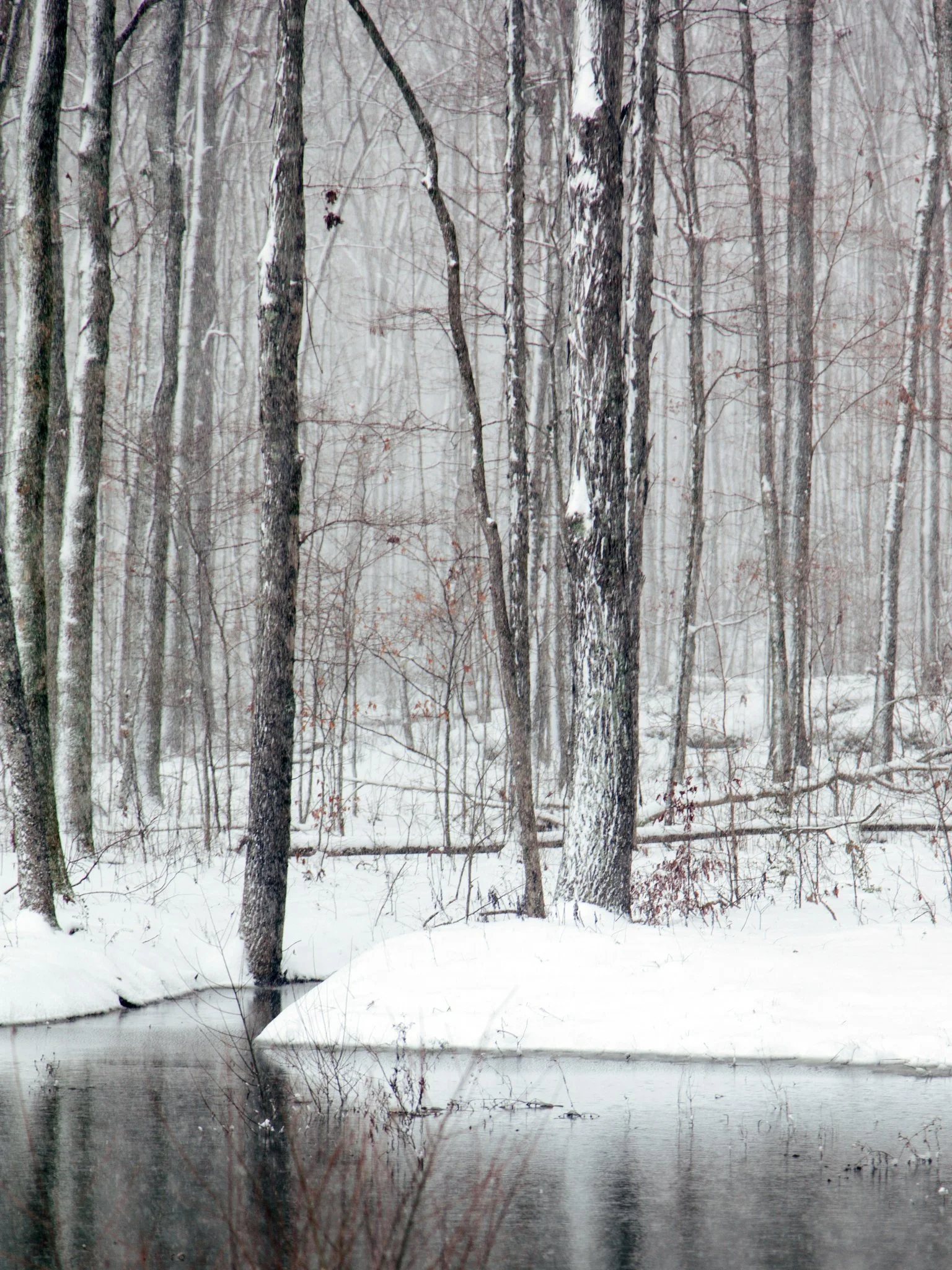 A winter scene of a snowy forest with tall trees and a calm river or pond at the bottom.