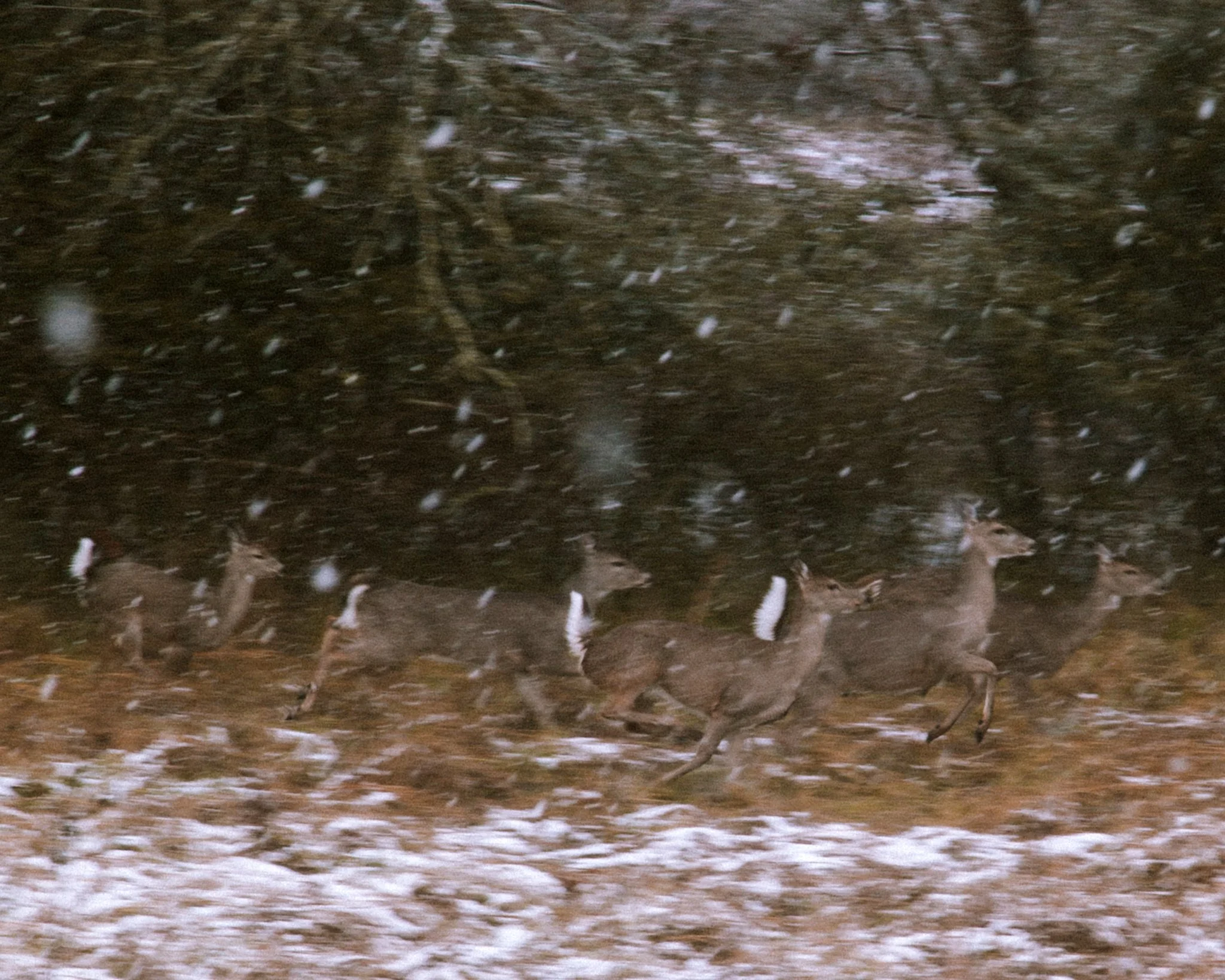 Snow falling on leafless tree branches at night.