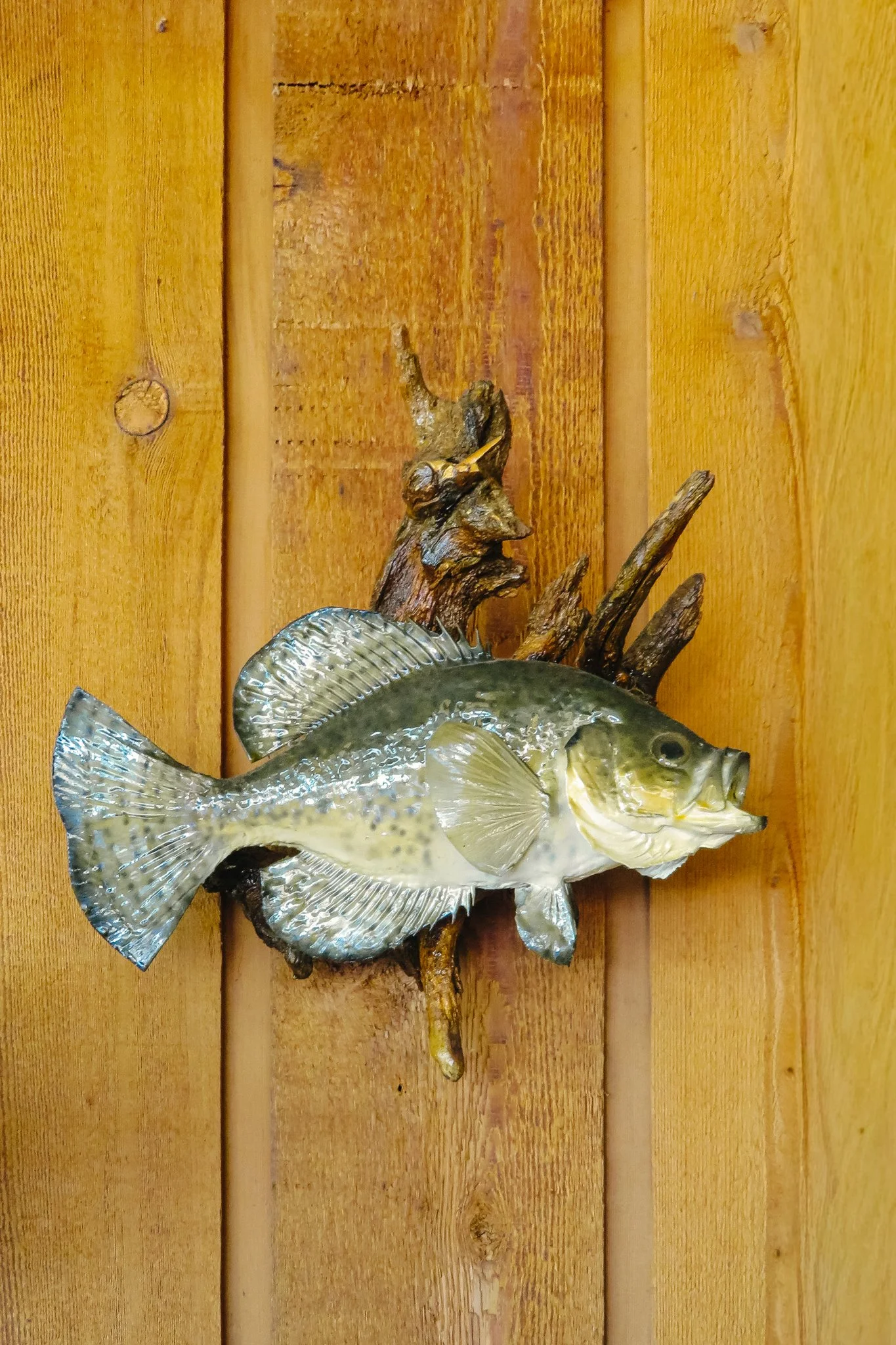 A mounted fish and a metal fish sculpture on a wooden wall.
