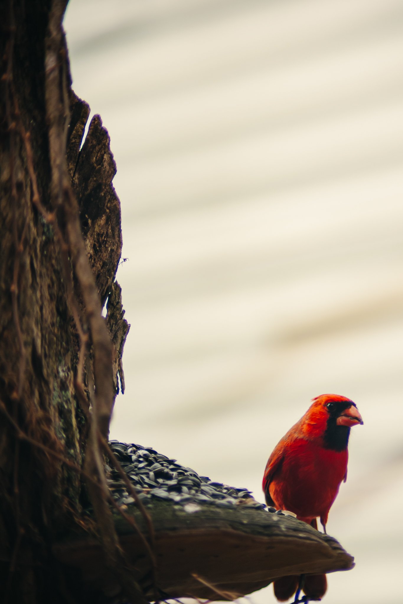 A vibrant red and black bird perched on a tree branch near a tree trunk, against a blurred background.