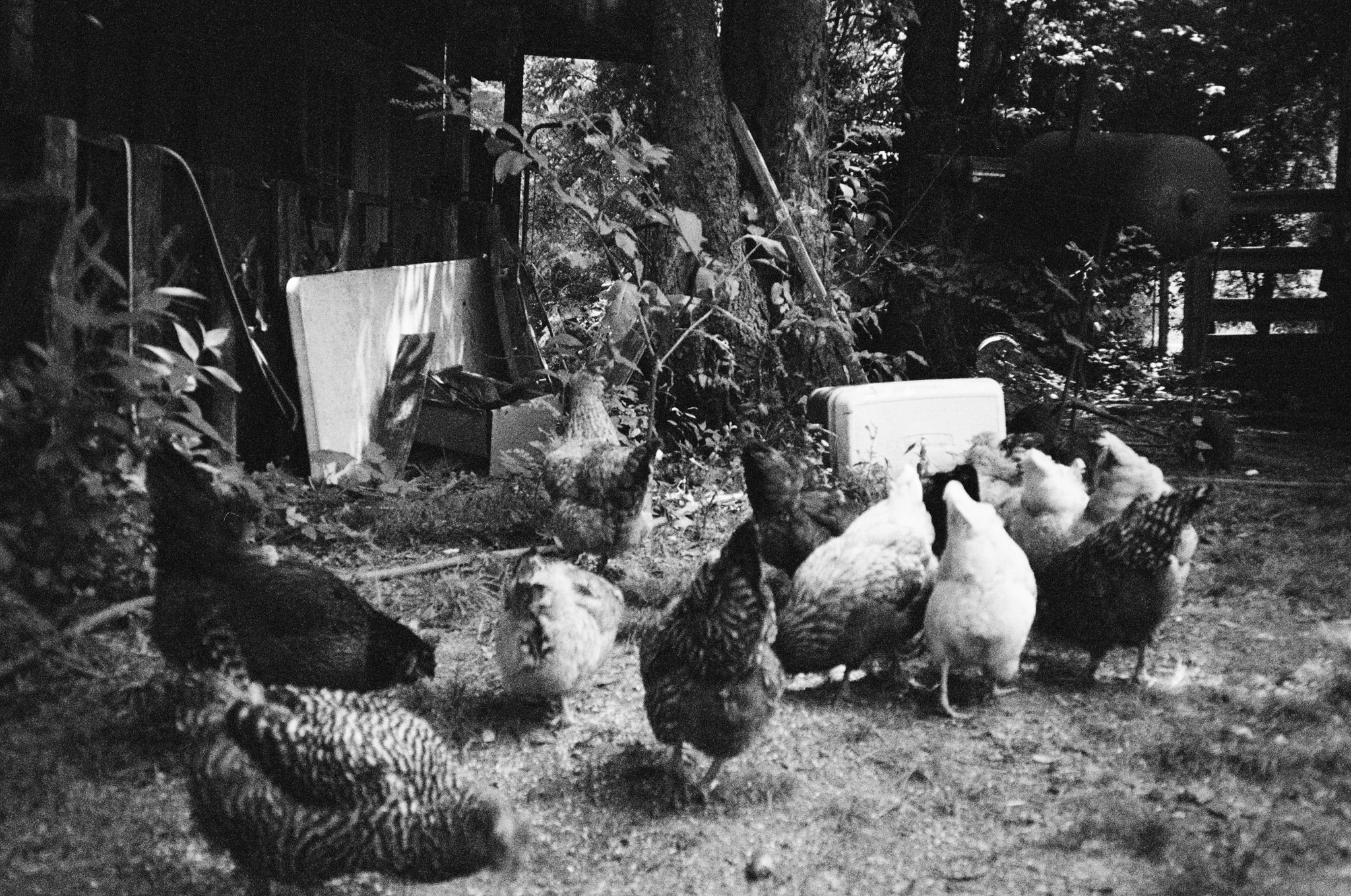 Black and white photo of chickens in a yard with a large tree, fence, and various objects in the background.