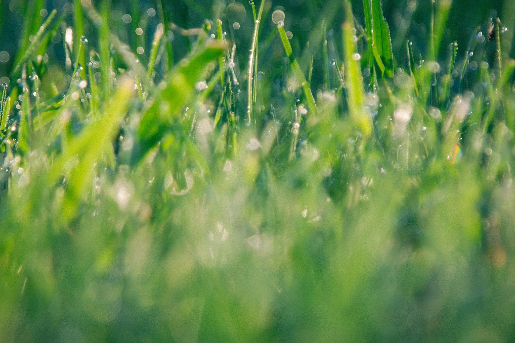 Close-up of green grass blades with dew drops, shiny and glistening in sunlight.