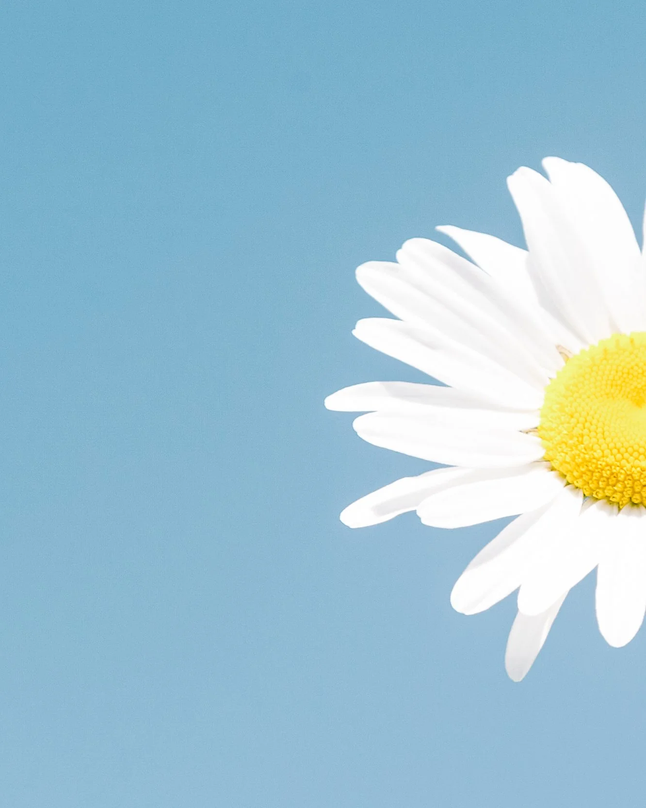 Close-up of a white daisy flower with a yellow center against a light blue background.