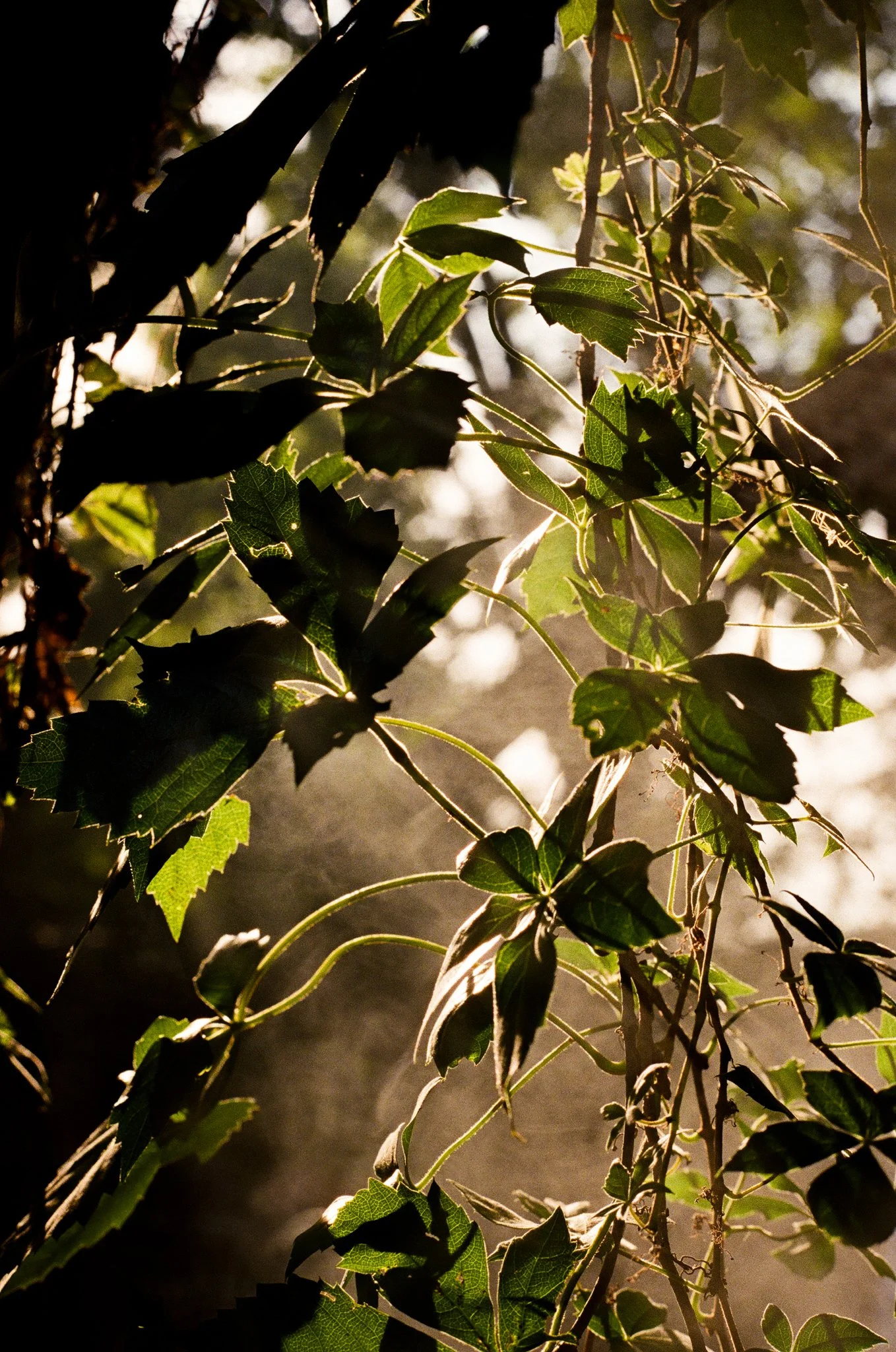 Close-up of green ivy leaves illuminated by sunlight, with a blurred background.