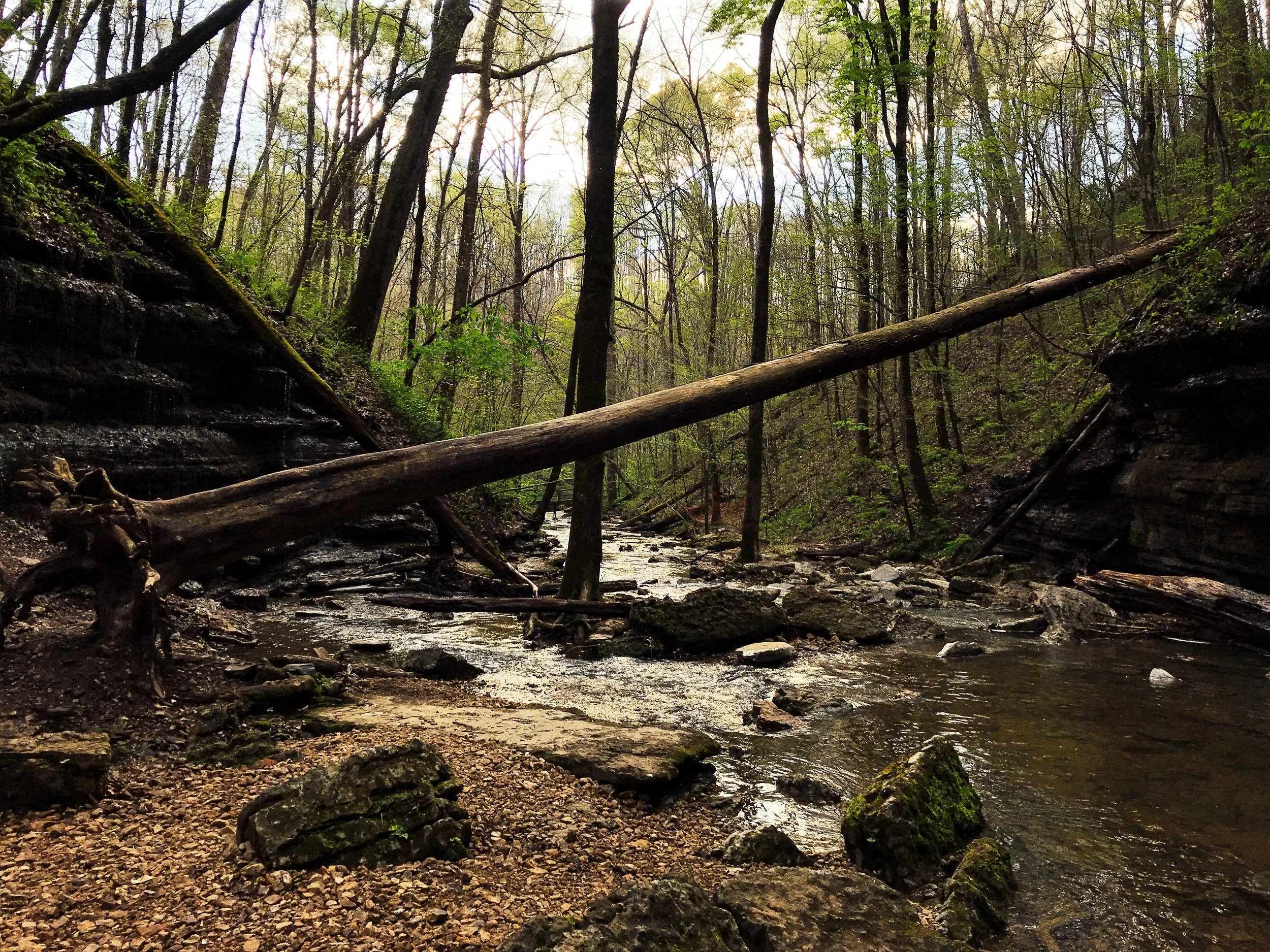 A forest scene with tall trees, fallen logs, and a small stream.