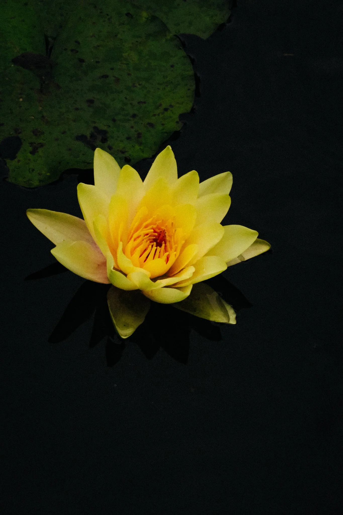 A yellow water lily floating on dark water, with a green lily pad partially visible in the background.