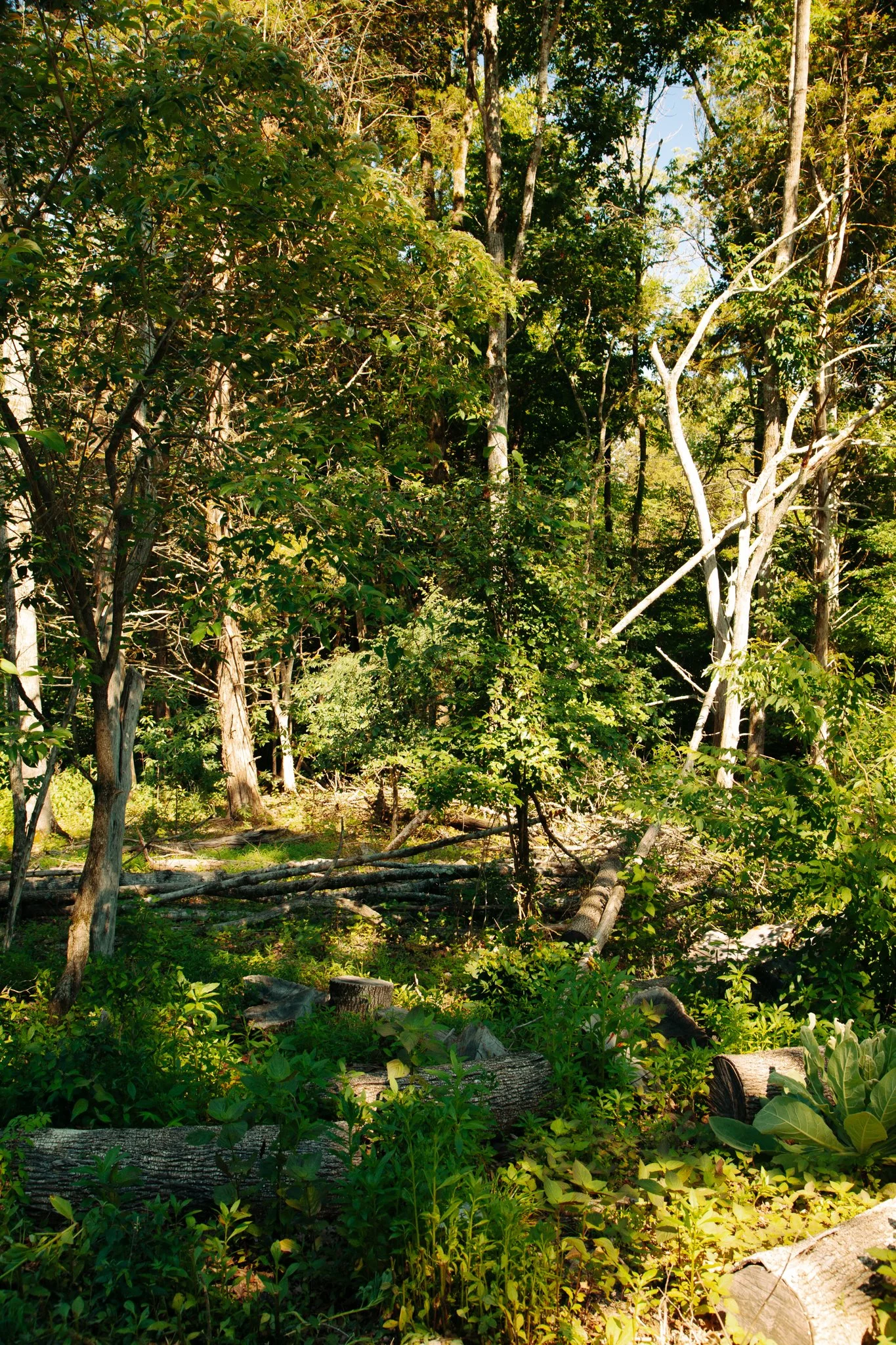A dense forest with tall trees, green foliage, and fallen logs on the ground.