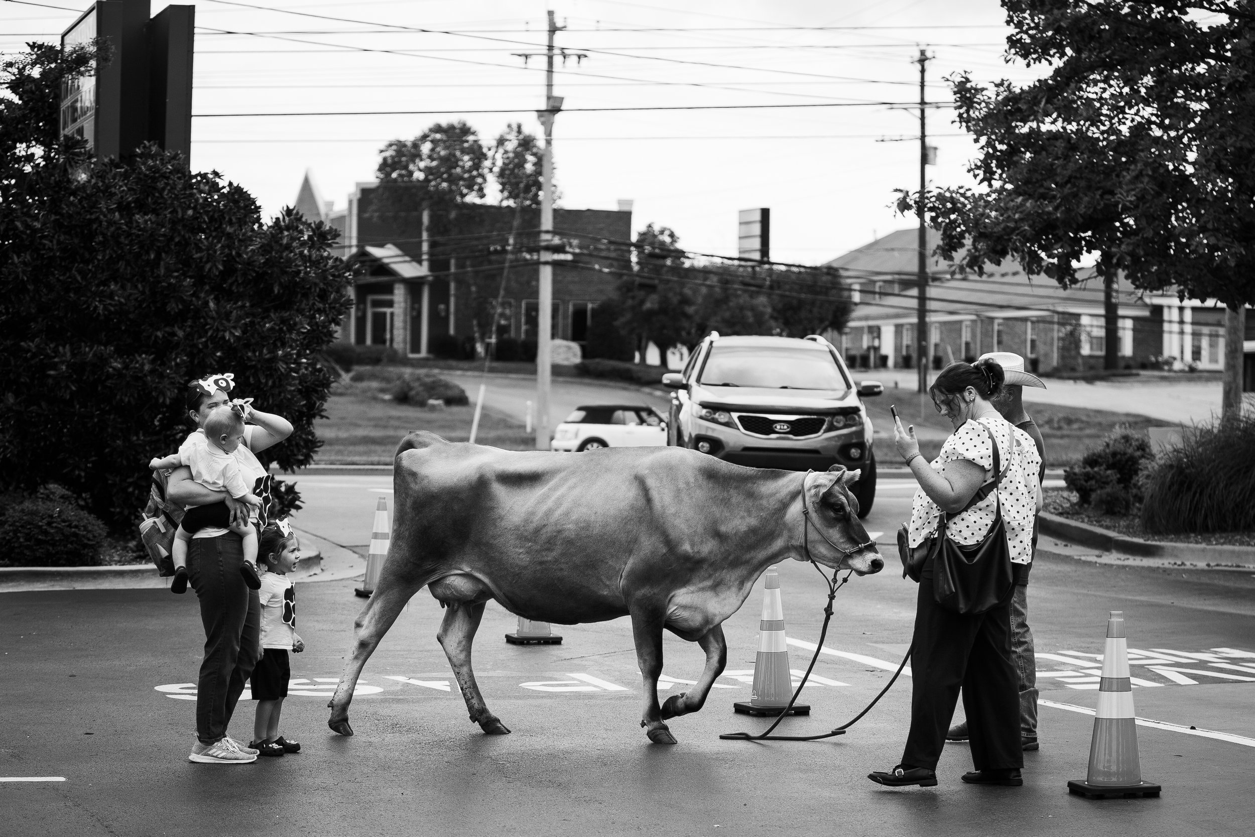 People observing a cow in a street setting with traffic cones and power lines in the background.
