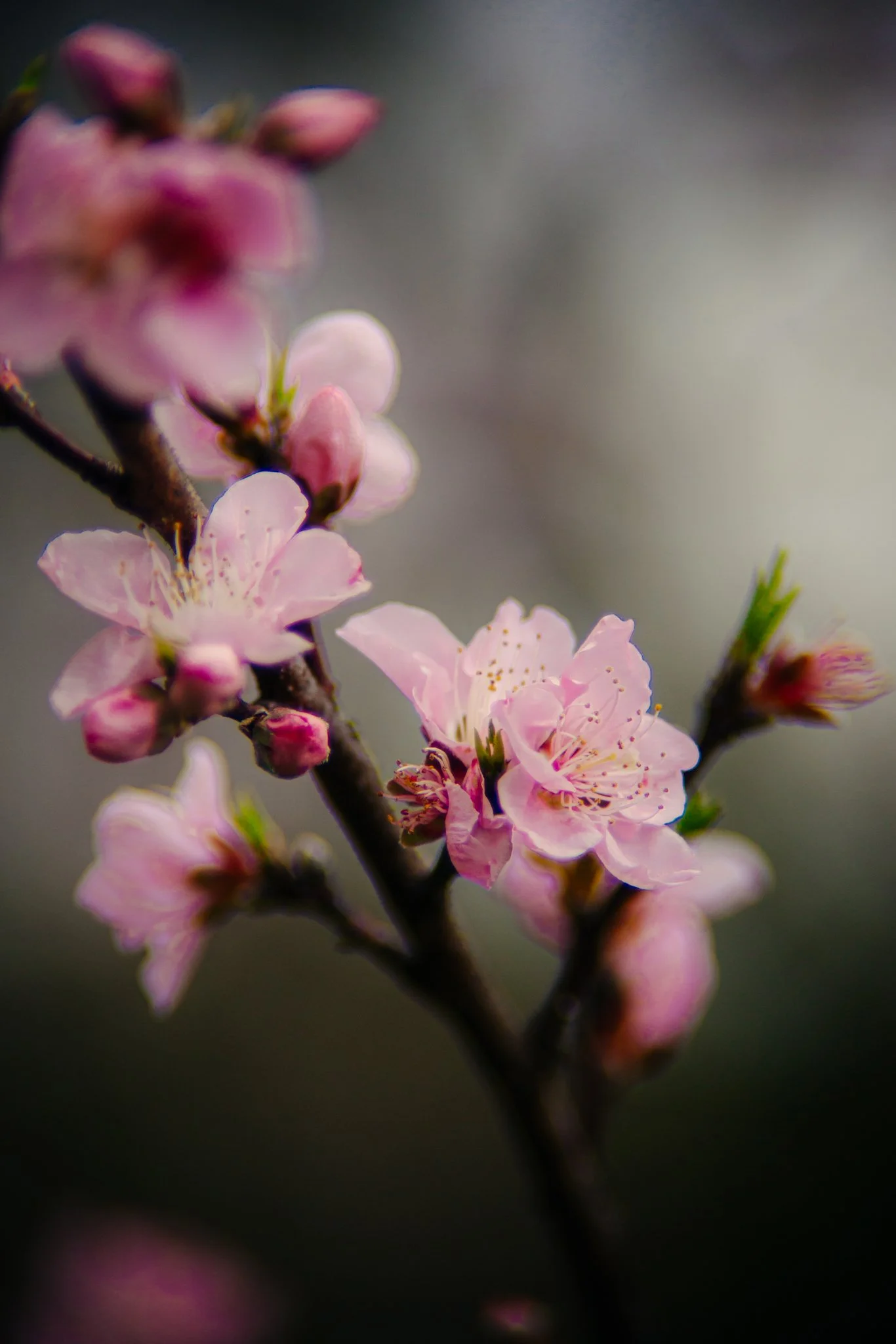 Close-up of pink cherry blossom flowers on a branch with a blurred dark background.