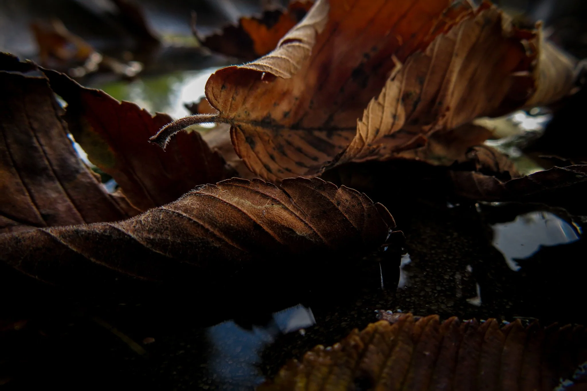 Close-up of fallen brown leaves, some partially submerged in water, with a dark background.