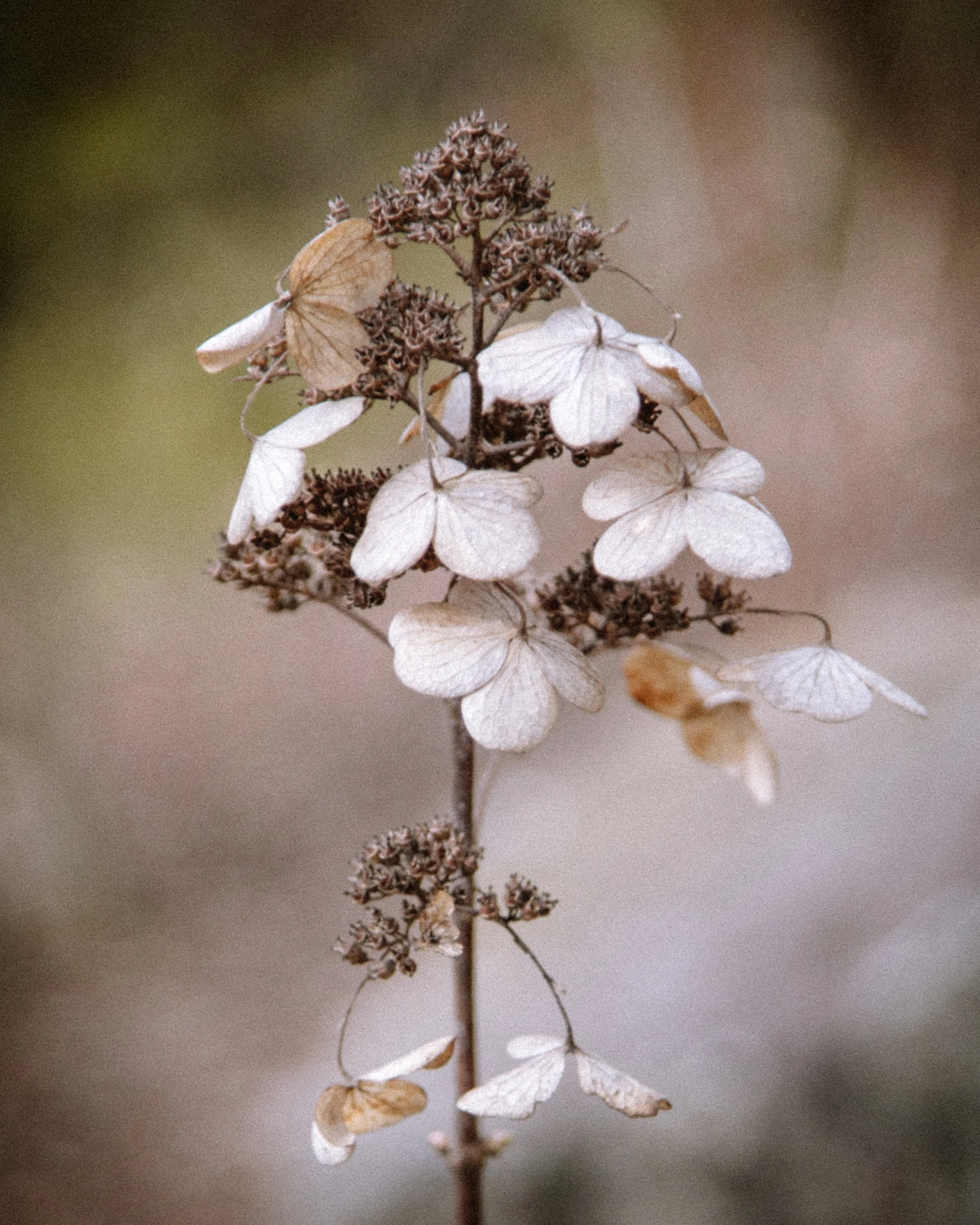 Close-up of dried, white hydrangea flowers with some brown, dried leaves and seed clusters on a thin stem against a blurred neutral background.