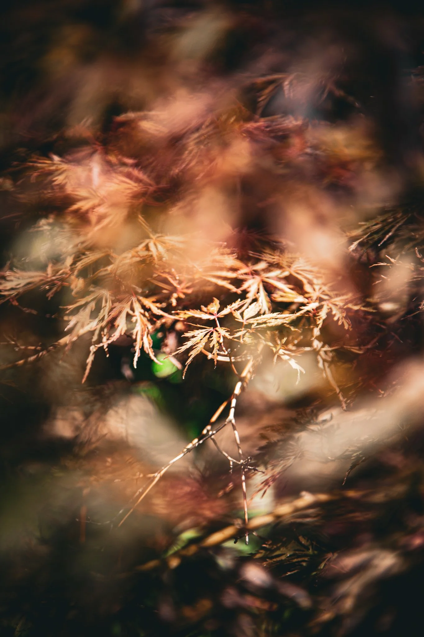 Blurred image of fallen autumn leaves and branches on the ground.