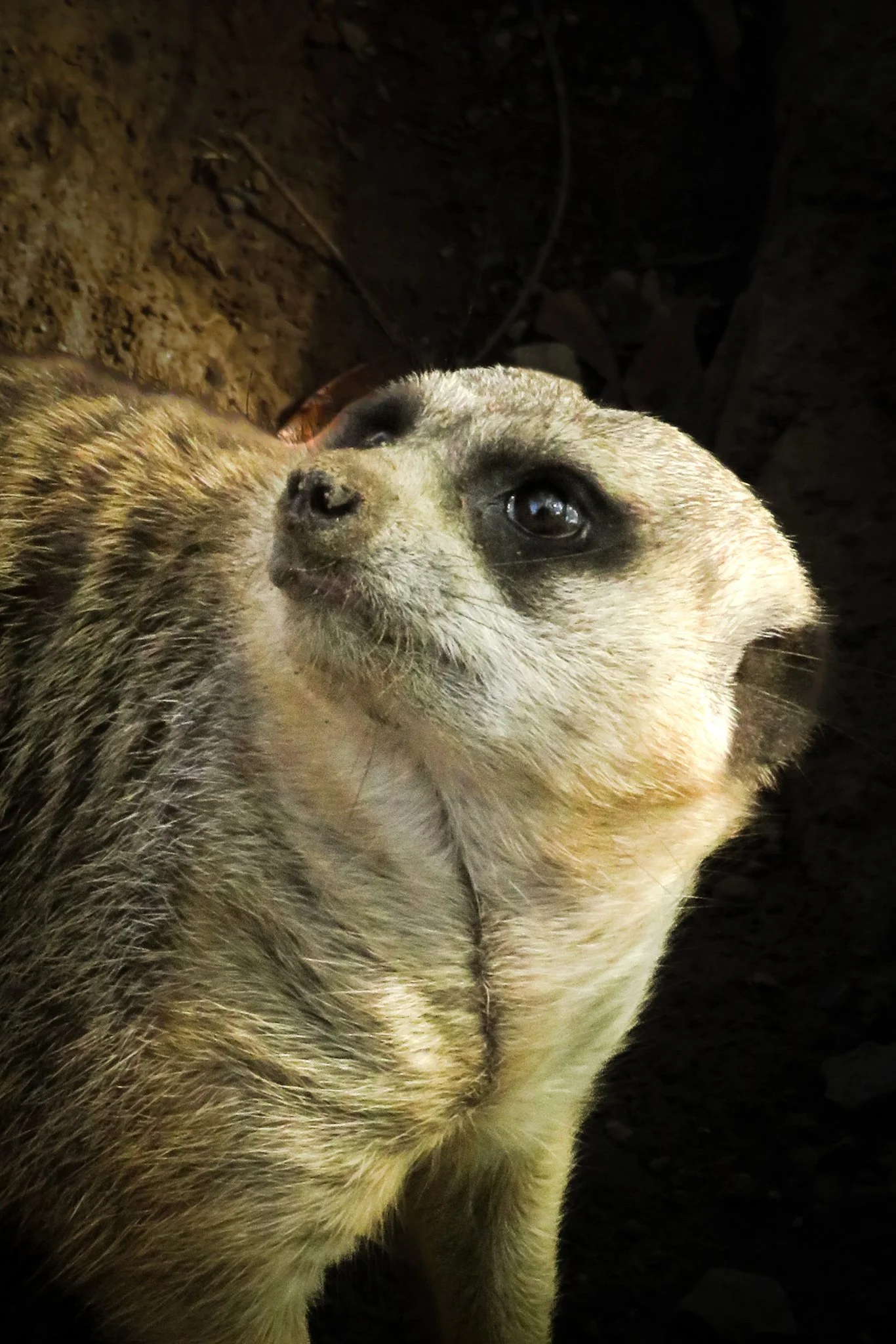 Close-up of a dog's face, showing one eye and part of its nose, with a dark background.