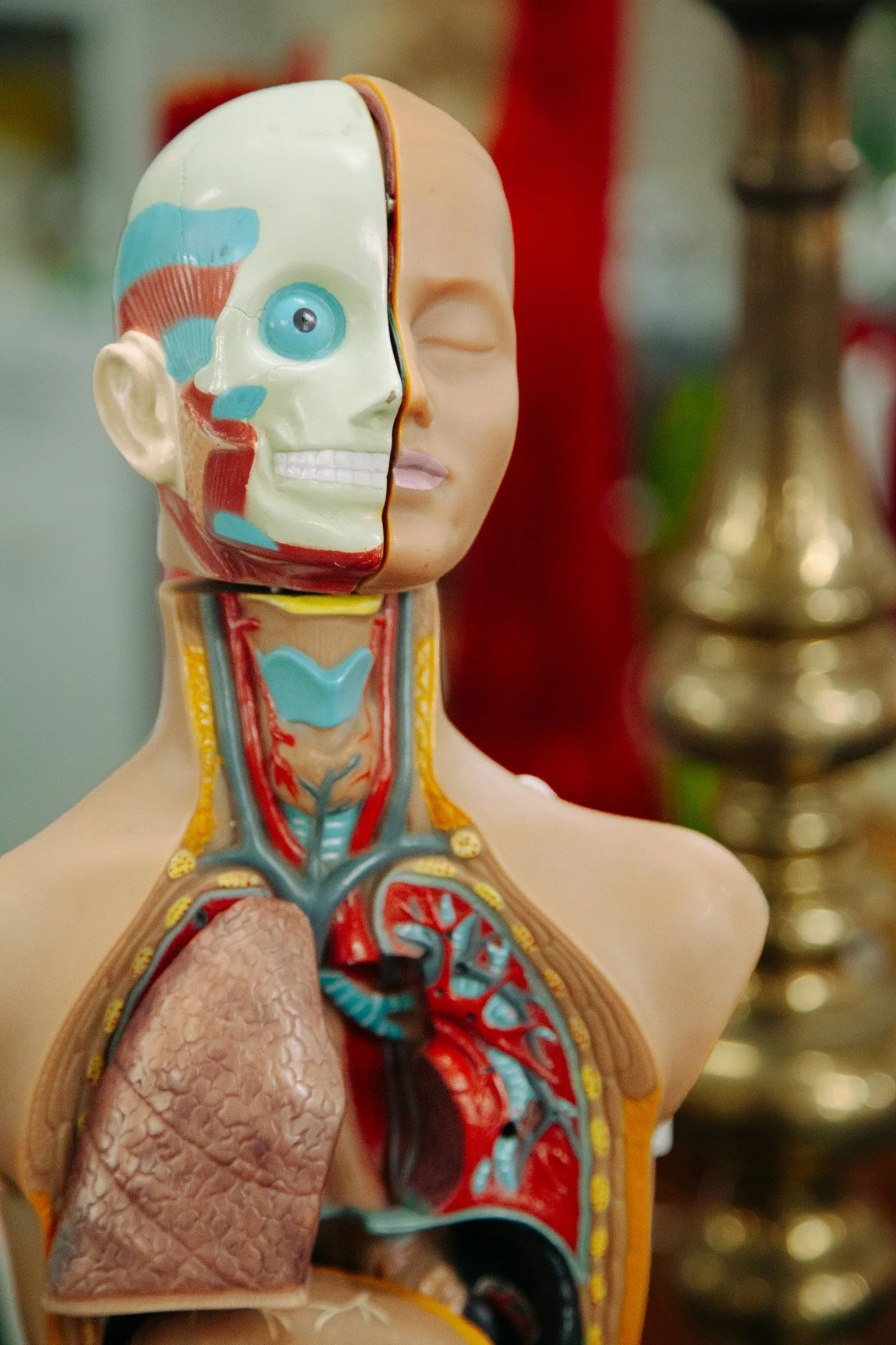 A human anatomy educational model showing the internal organs and anatomy of the head and neck, with a focus on the skull, muscles, arteries, and brain area.