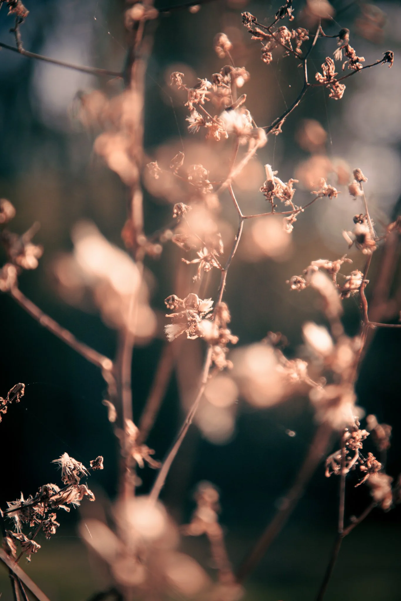 Close-up of dried, brown plant stems with small, withered flowers, bokeh background with warm tones.