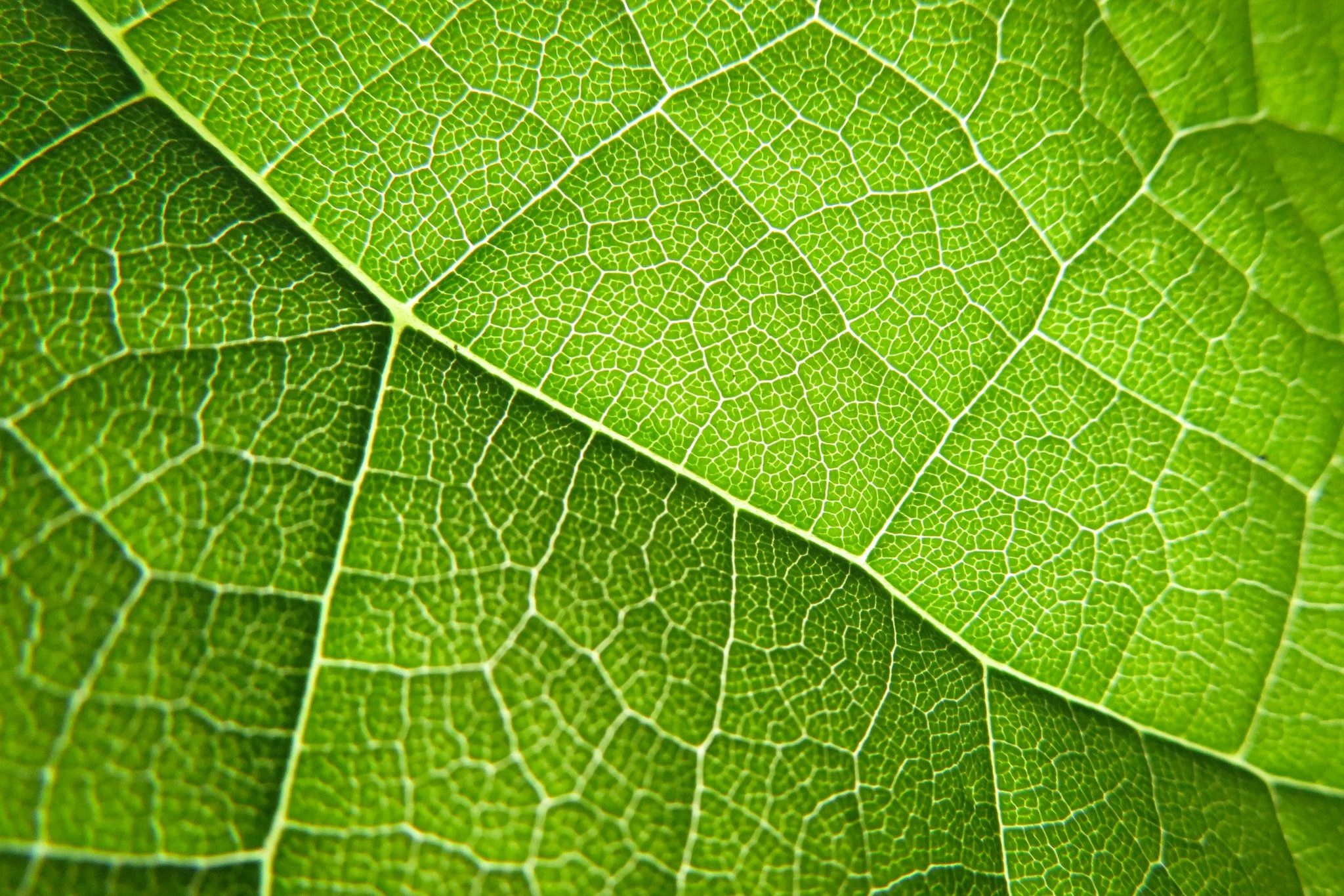 Close-up view of a green leaf showing detailed venation pattern.
