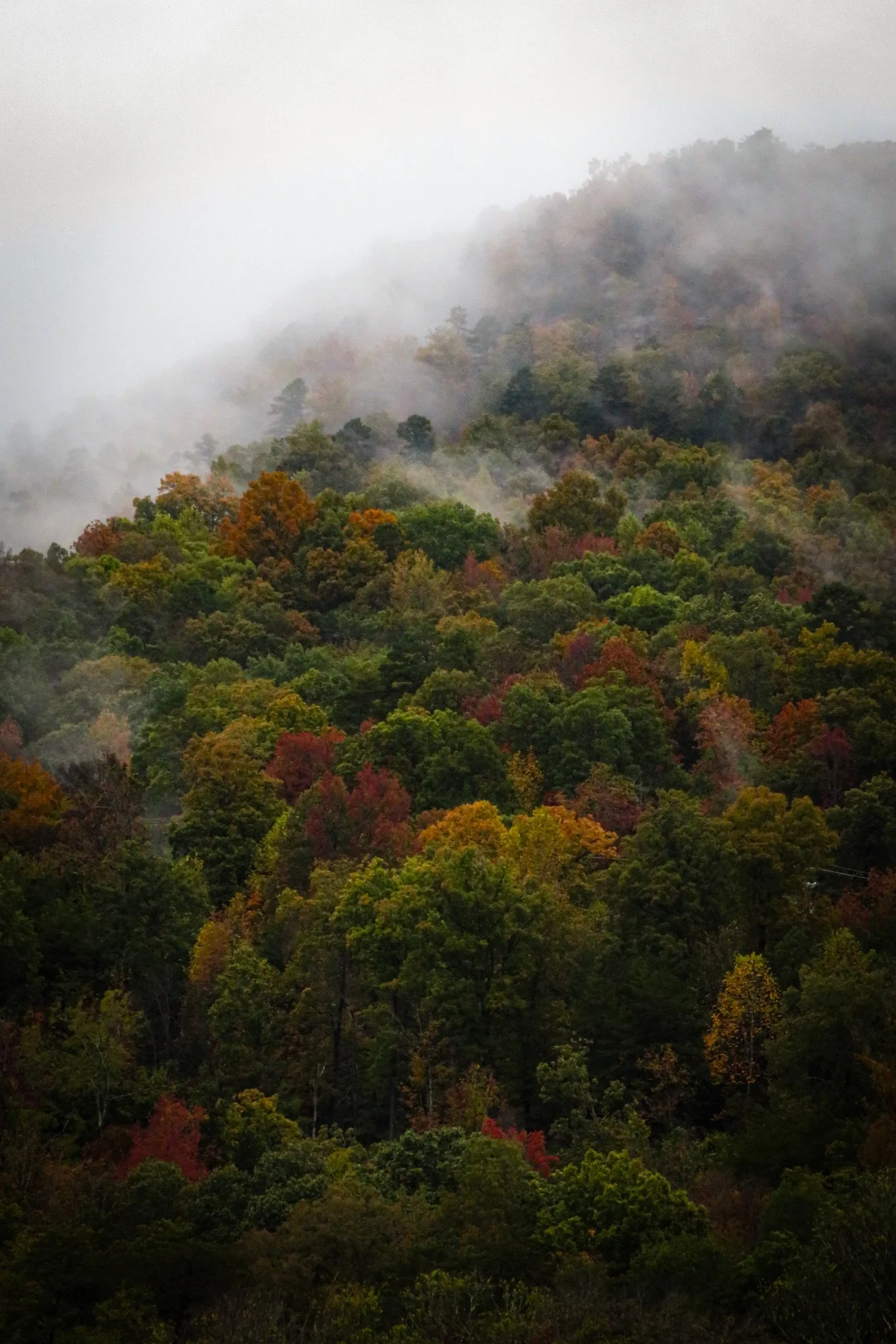 A misty mountain landscape with trees in fall colors, shrouded in fog.