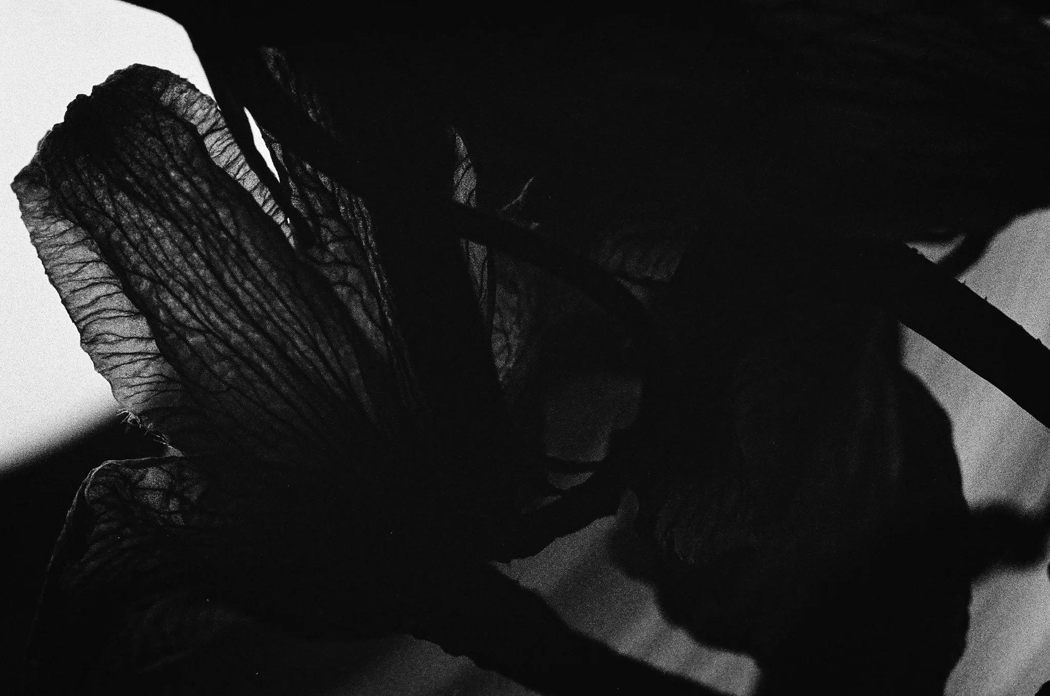 A close-up, black and white photograph of a person's hand holding a feather.