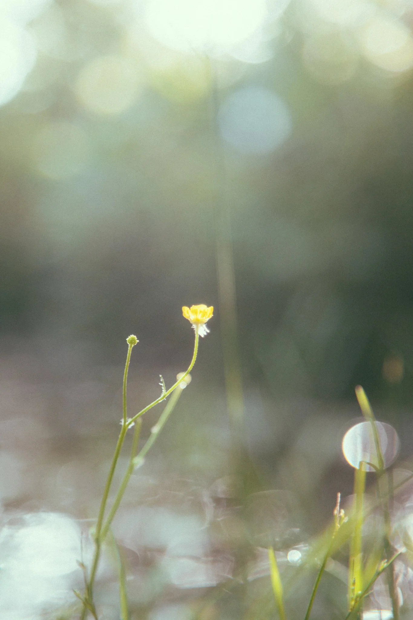 Close-up of delicate yellow flowers with thin green stems in soft focus with a blurred background.