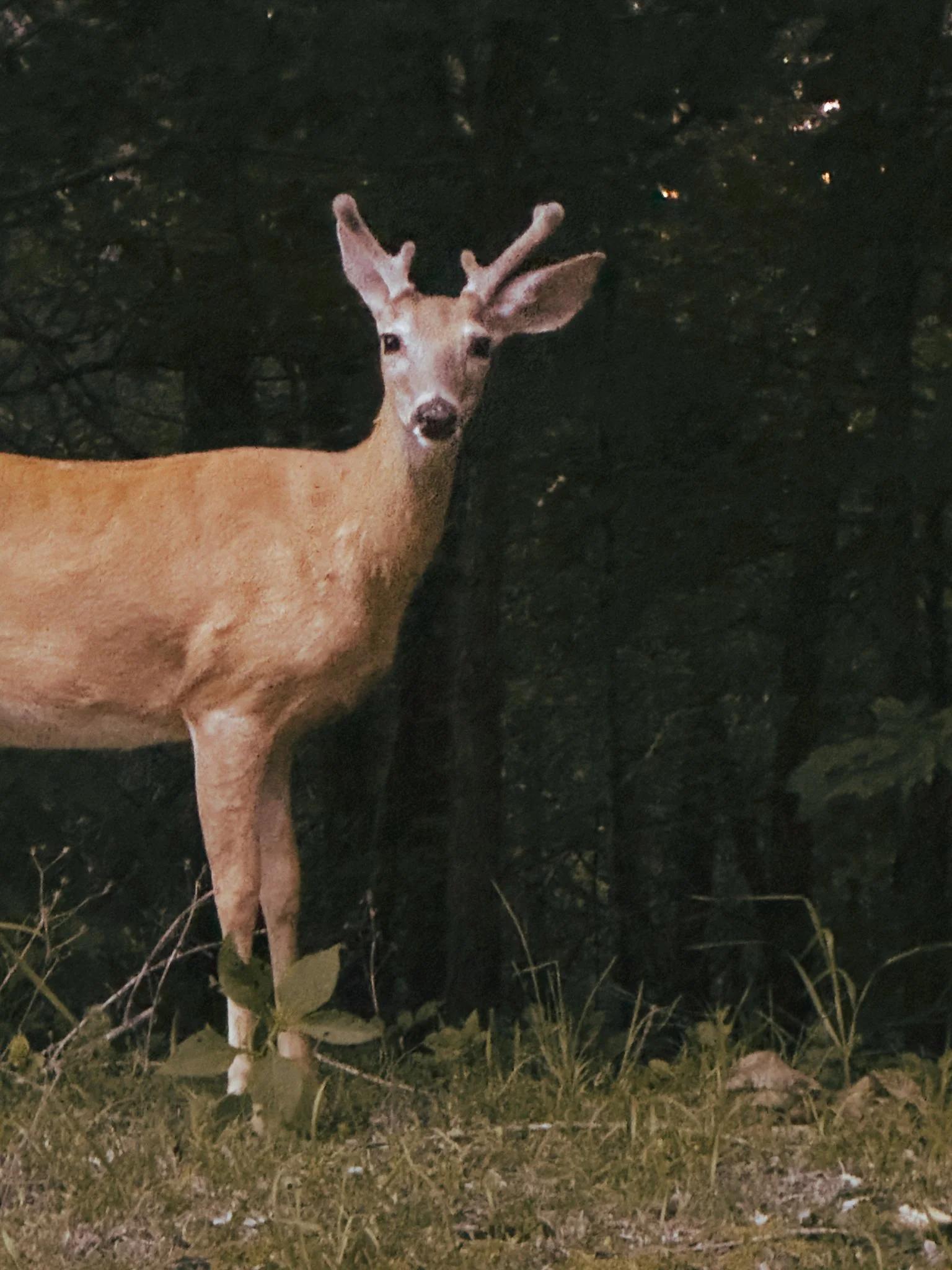 A deer with antlers stands on grassy ground at night, dark trees in the background.