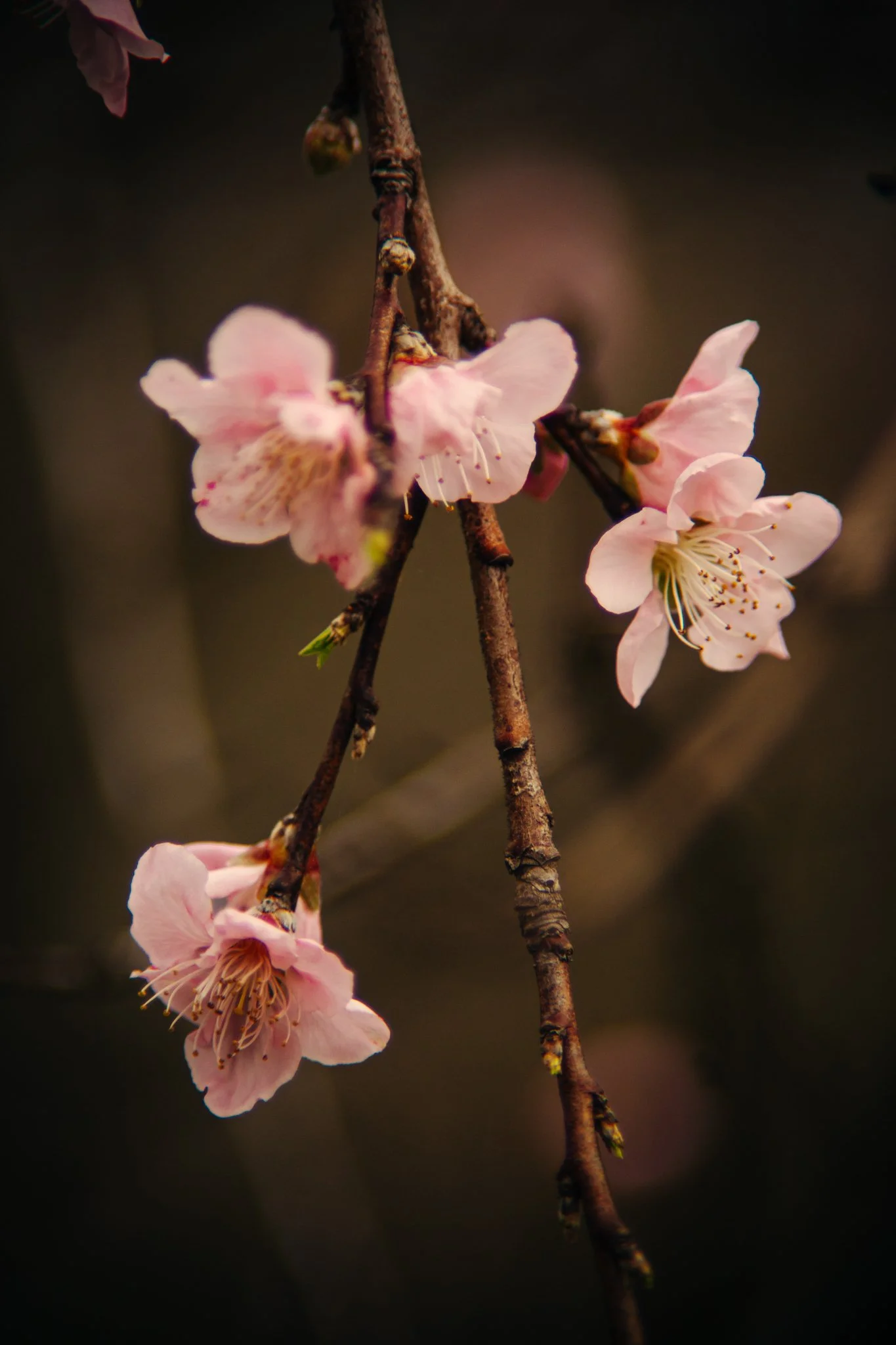 Close-up of pink cherry blossoms on a dark blurred background.