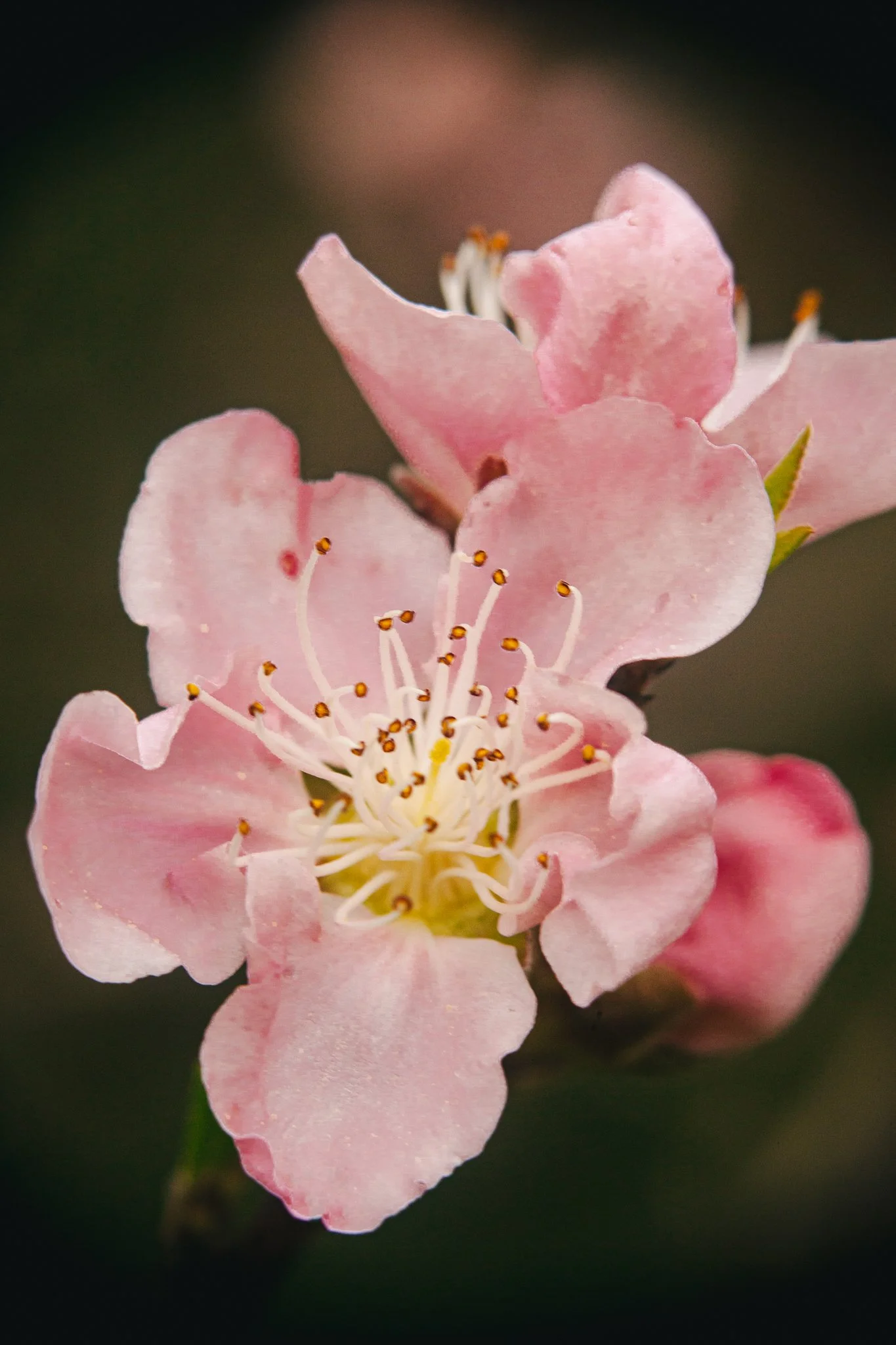 Close-up of a pink flower showing petals and stamens with an out-of-focus dark background.