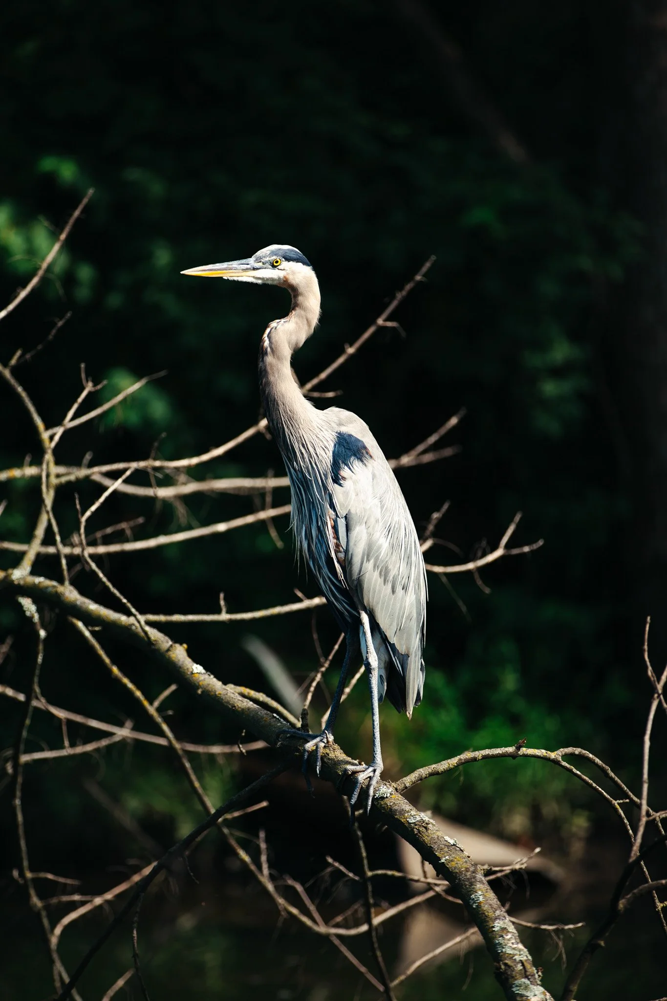 A heron standing on a branch in a dark, natural environment.