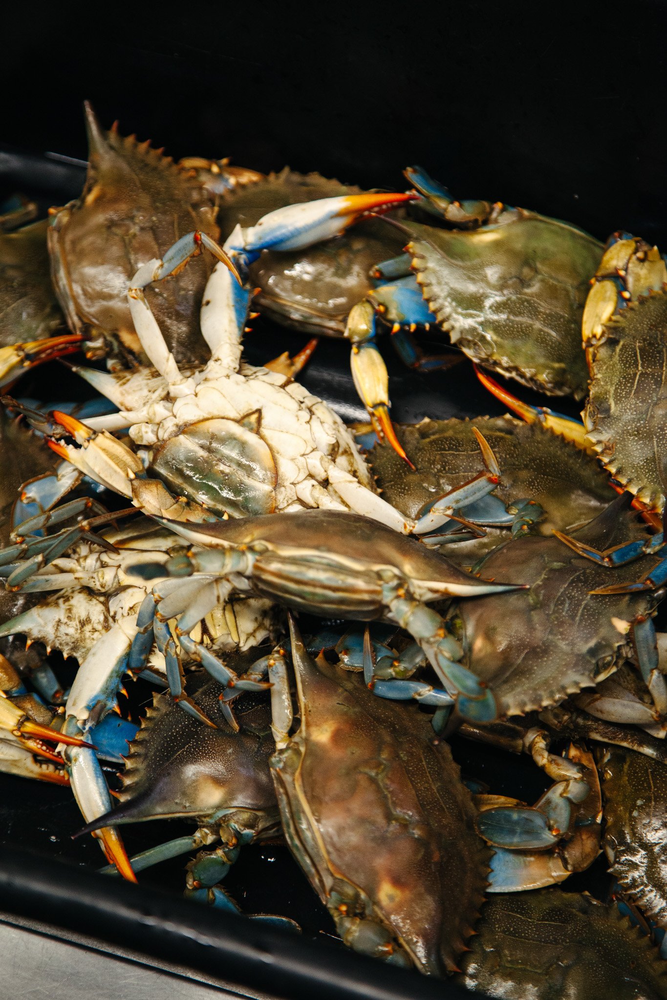 Multiple live blue crabs with shells and claws visible, stacked in a black container at Pan-Asia Supermarket in Antioch, TN