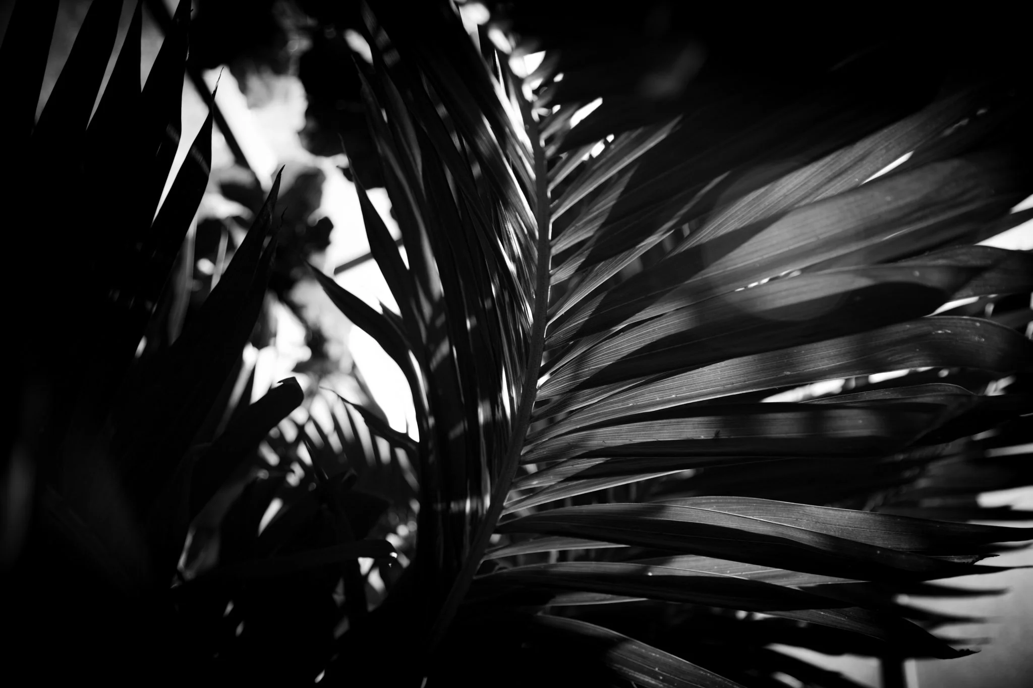 Black and white close-up of large tropical leaves with prominent veins, overlapping and creating a high-contrast pattern.