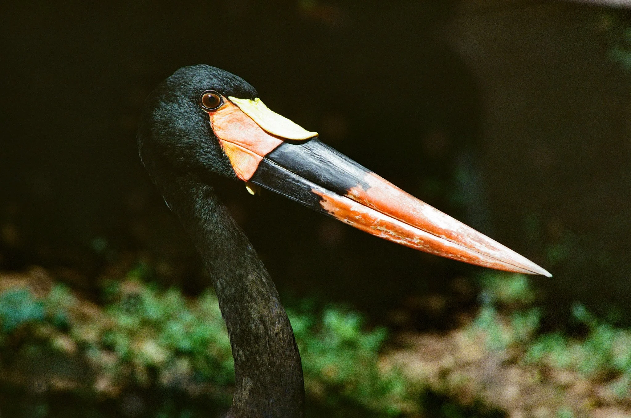 Close-up of a black stork with a large orange beak, standing on a branch with a blurred green background.