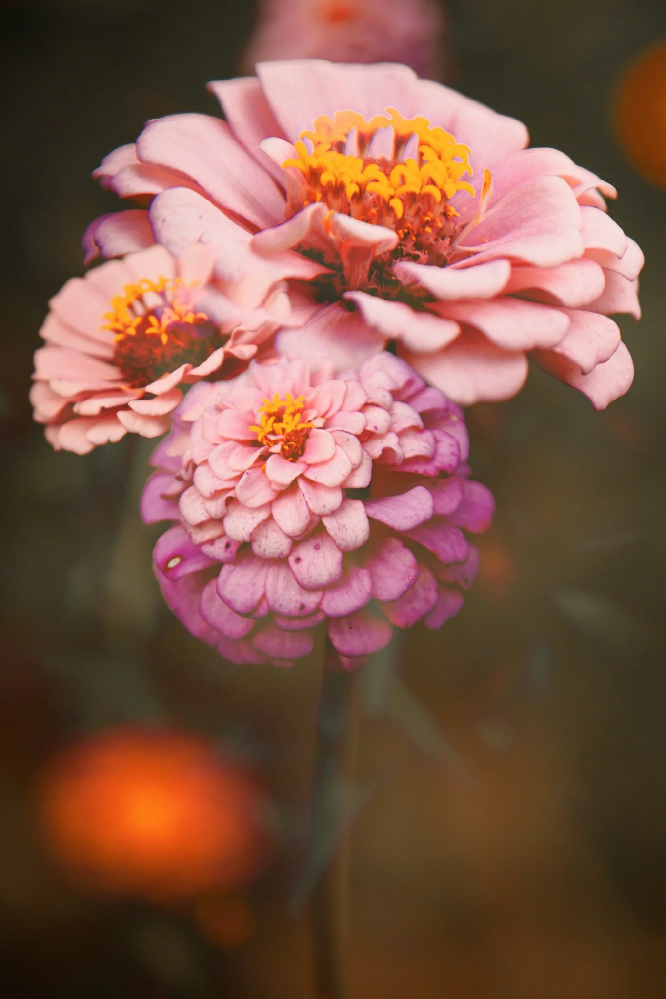 Close-up of pink zinnia flowers with yellow centers on a blurred dark background.