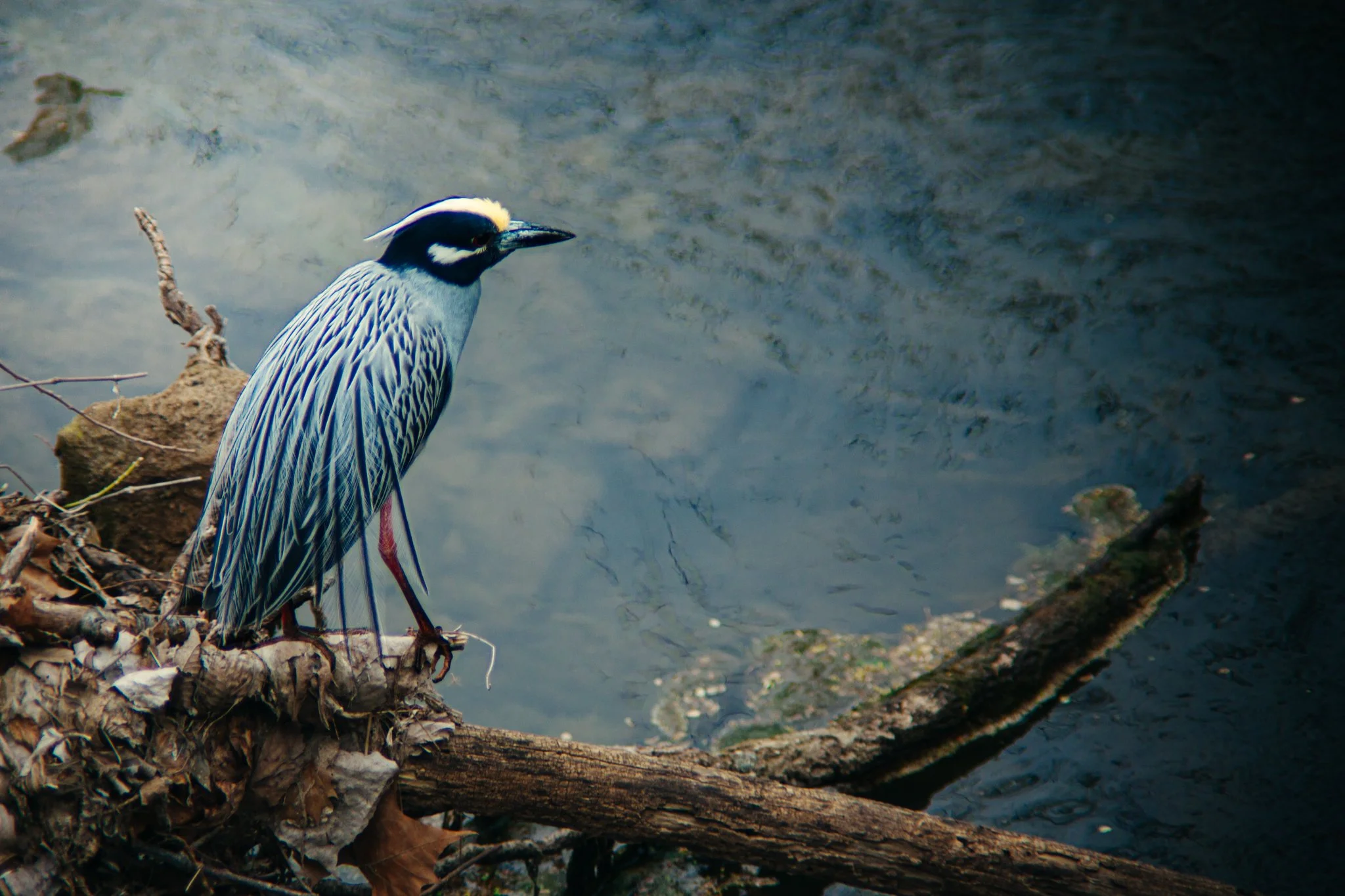 A woodpecker with black and white feathers and a yellow crest perched on a log near a body of water.