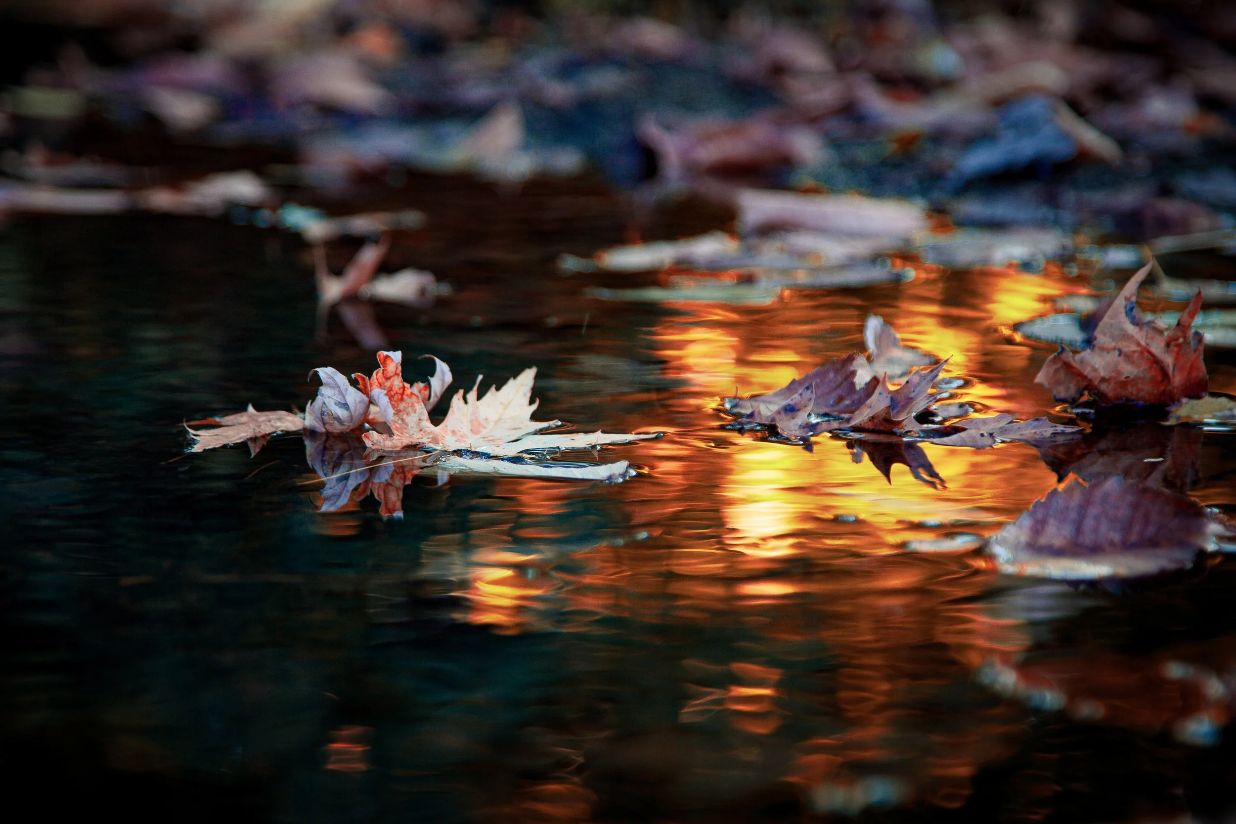 Golden Creek - Fine Art Print