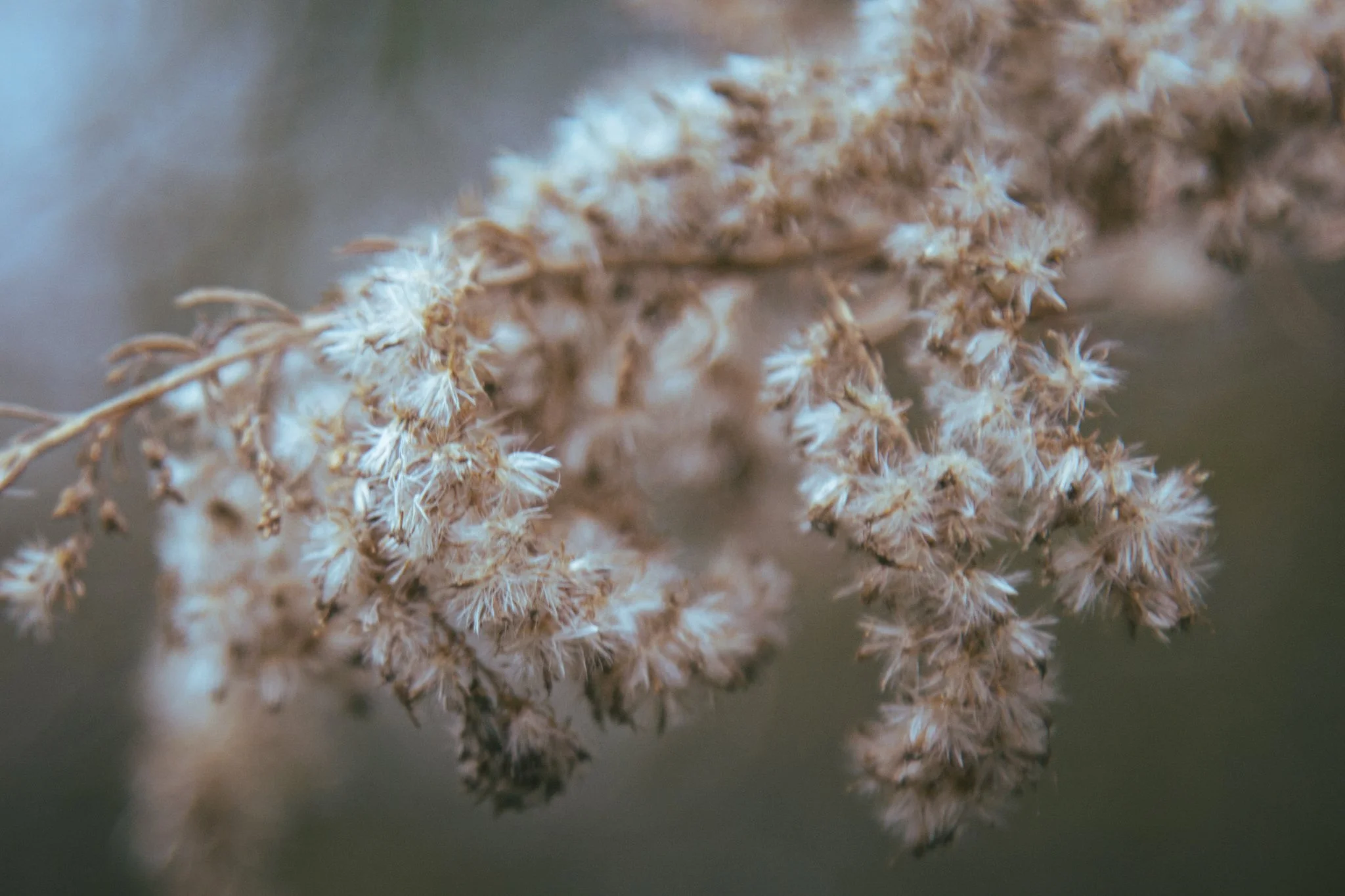 Close-up of a cluster of dried beige and white flowers or seed heads.