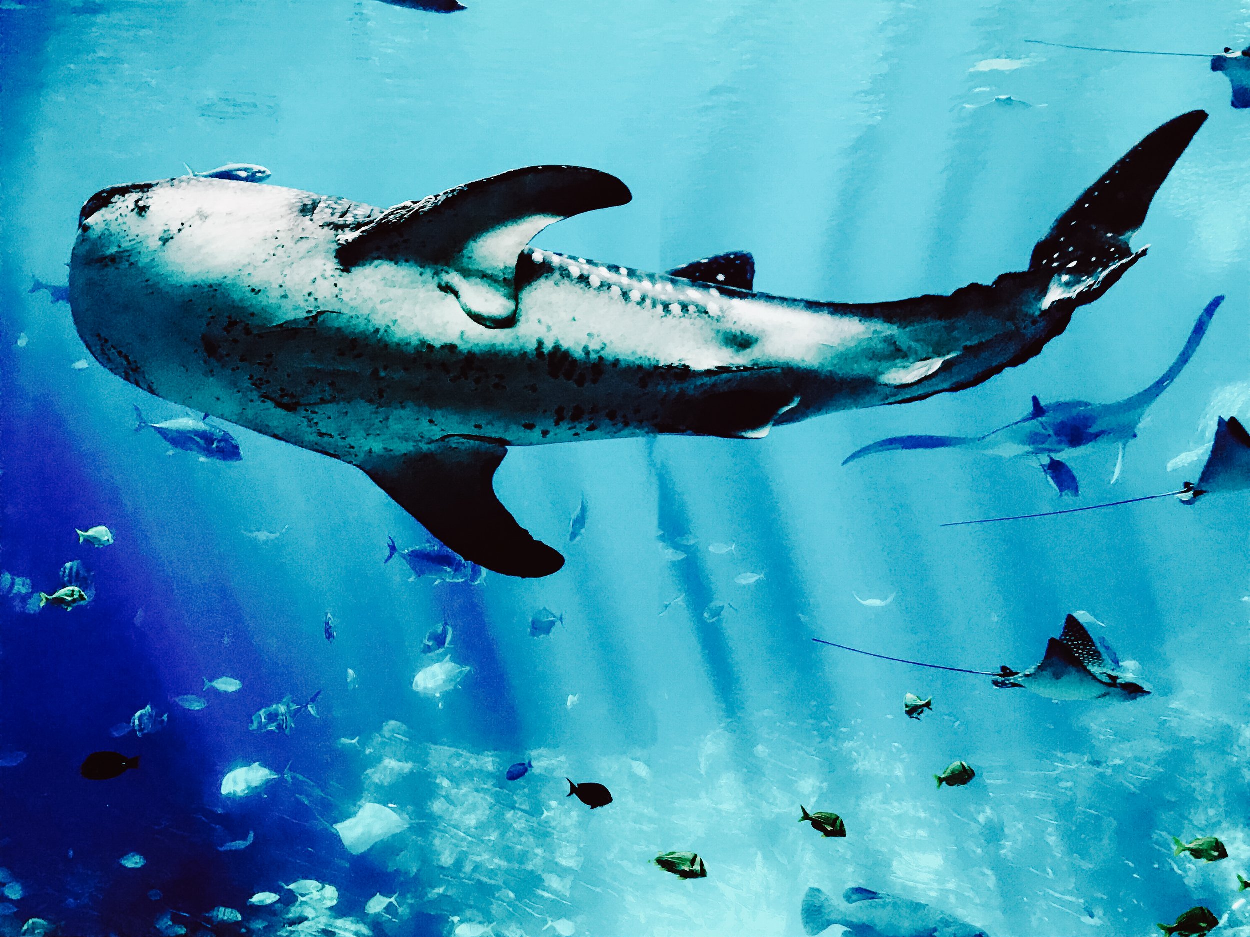 A large spotted whale shark swimming underwater with smaller fish around it and a light blue background.