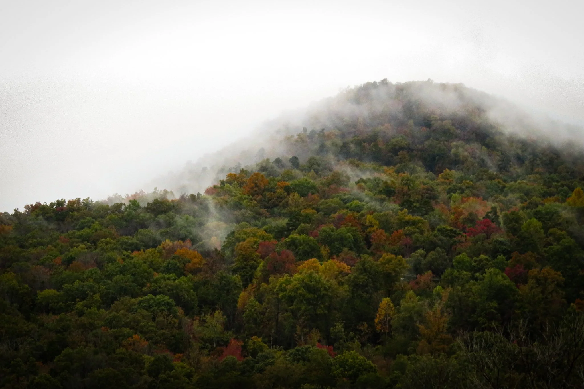 A mountain covered with dense colorful autumn forest shrouded in fog.