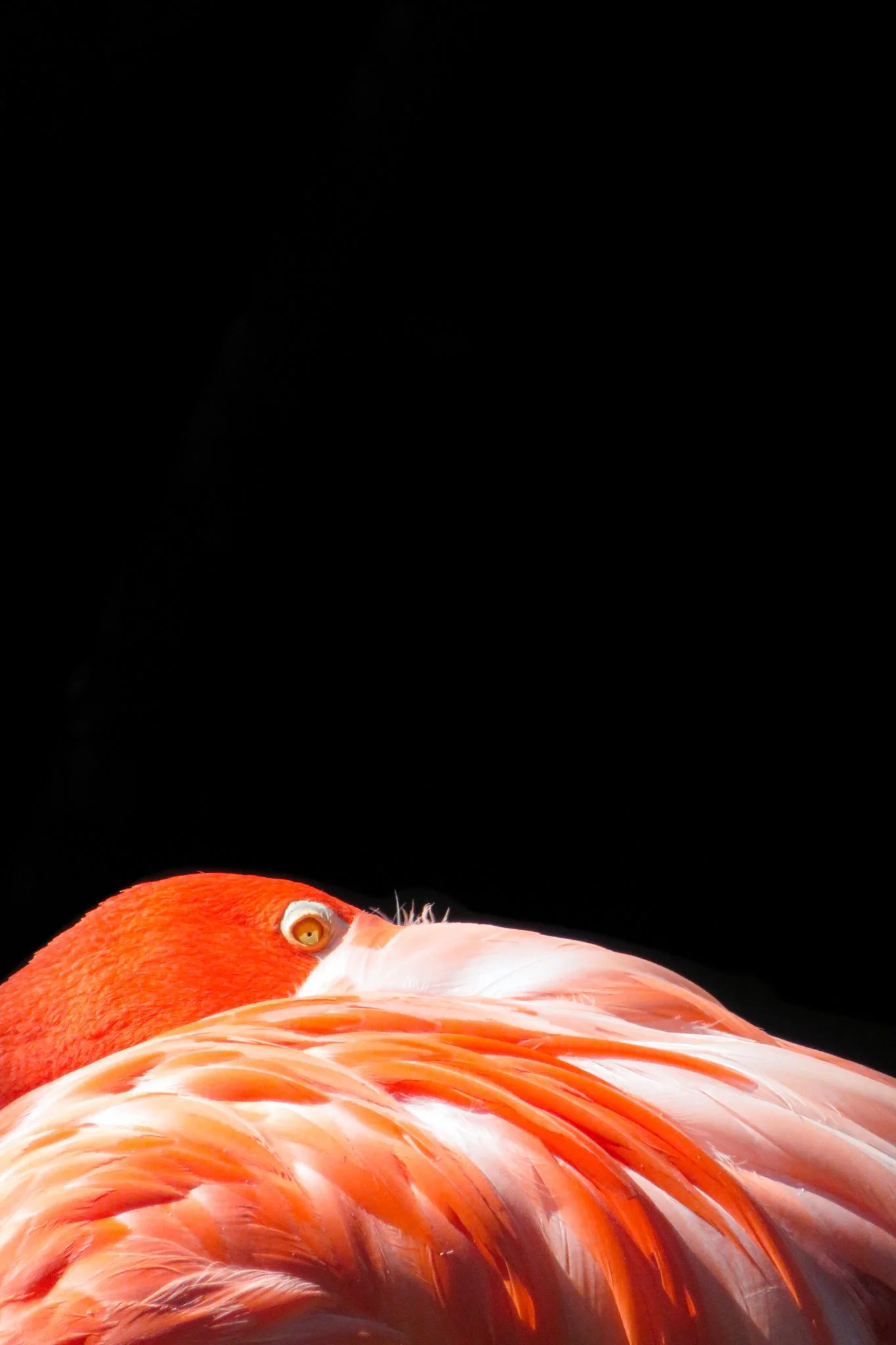 Close-up of a flamingo's head and upper body with bright orange and pink feathers, set against a black background.