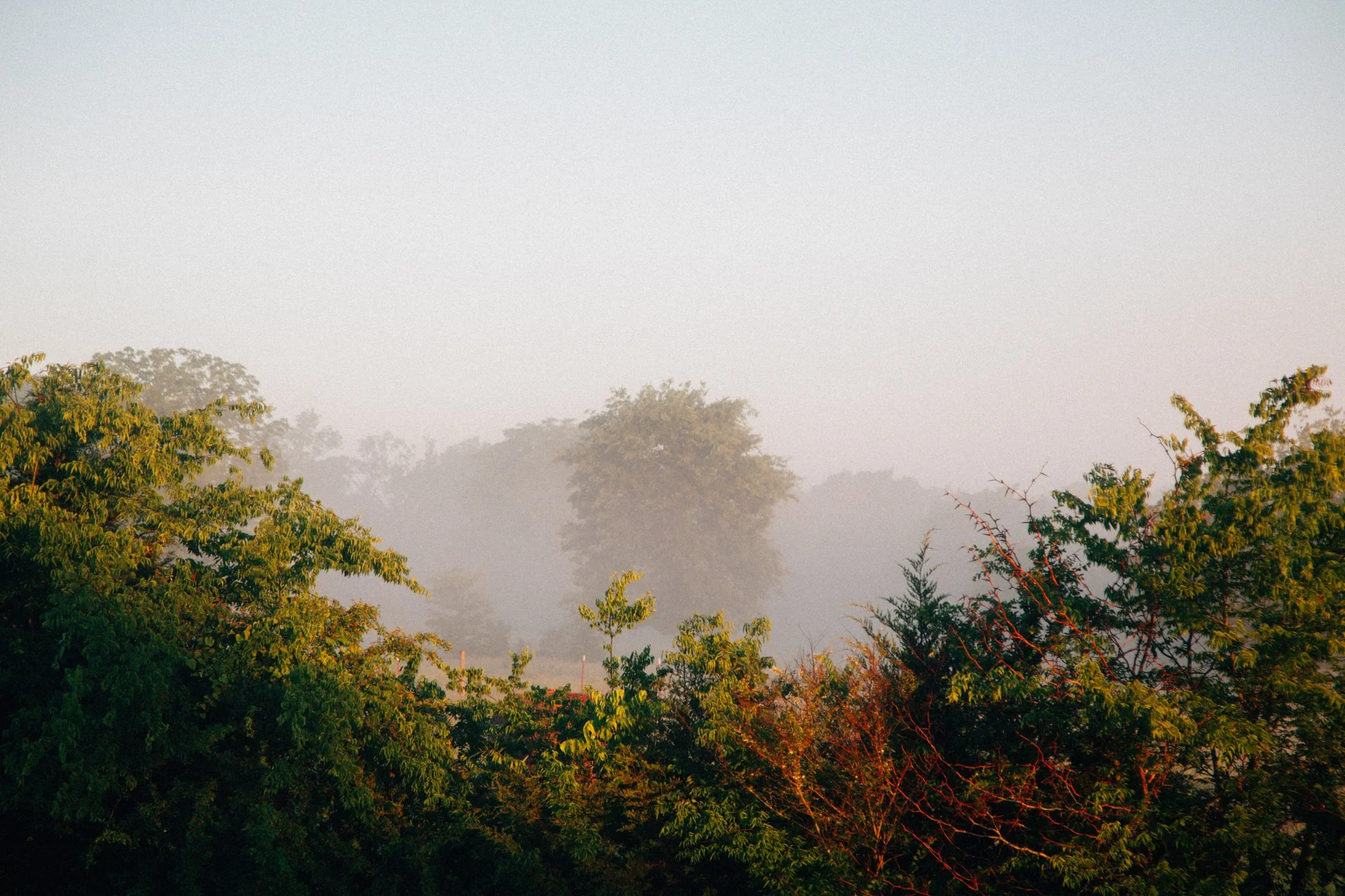 A foggy landscape with trees and foliage in the foreground, and misty trees in the background.