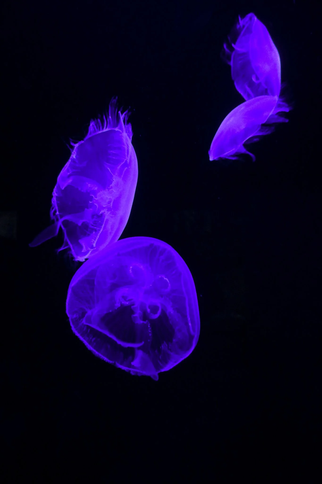 Four glowing purple jellyfish swimming in dark water.