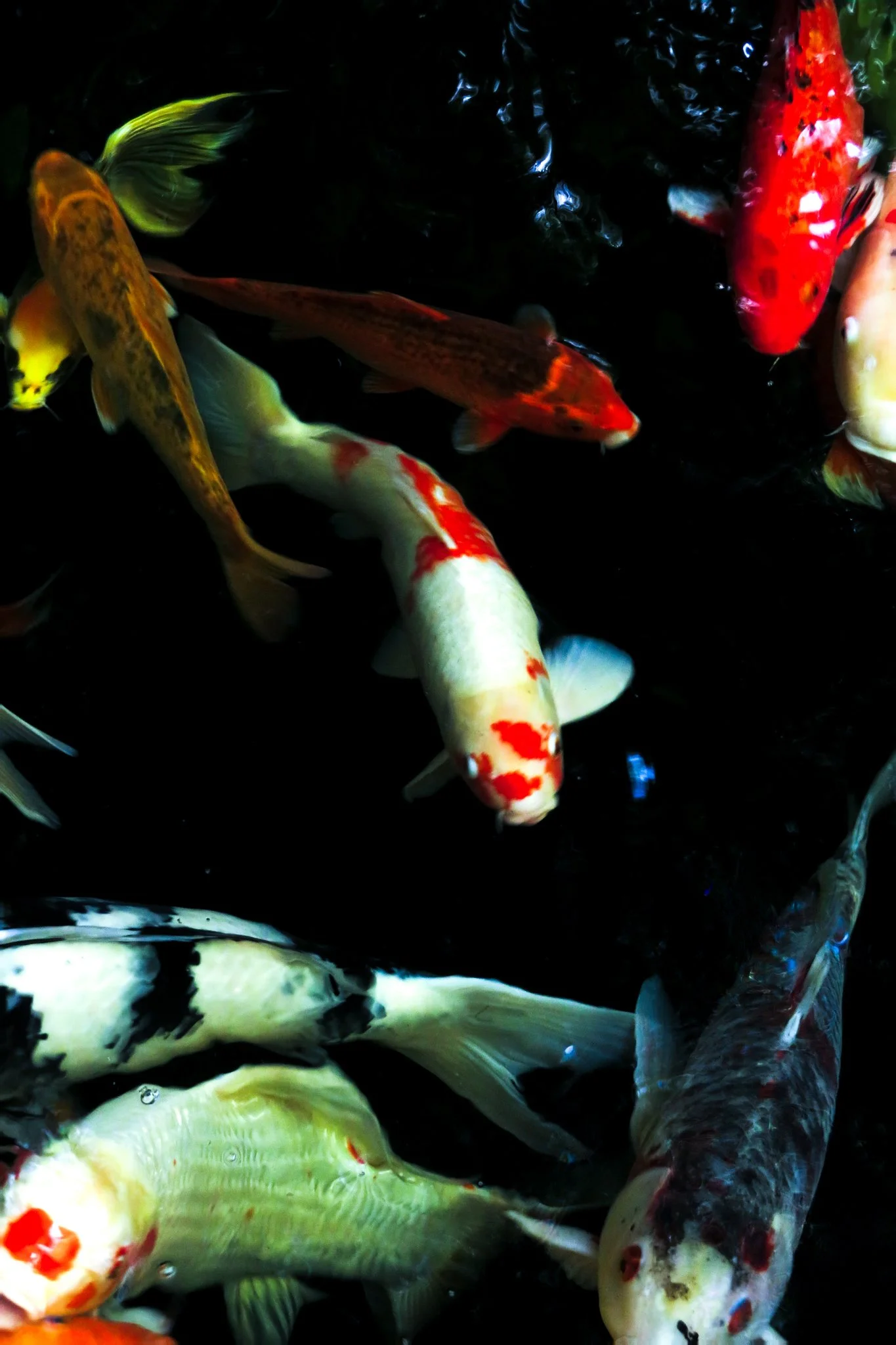Colorful koi fish swimming in dark water.