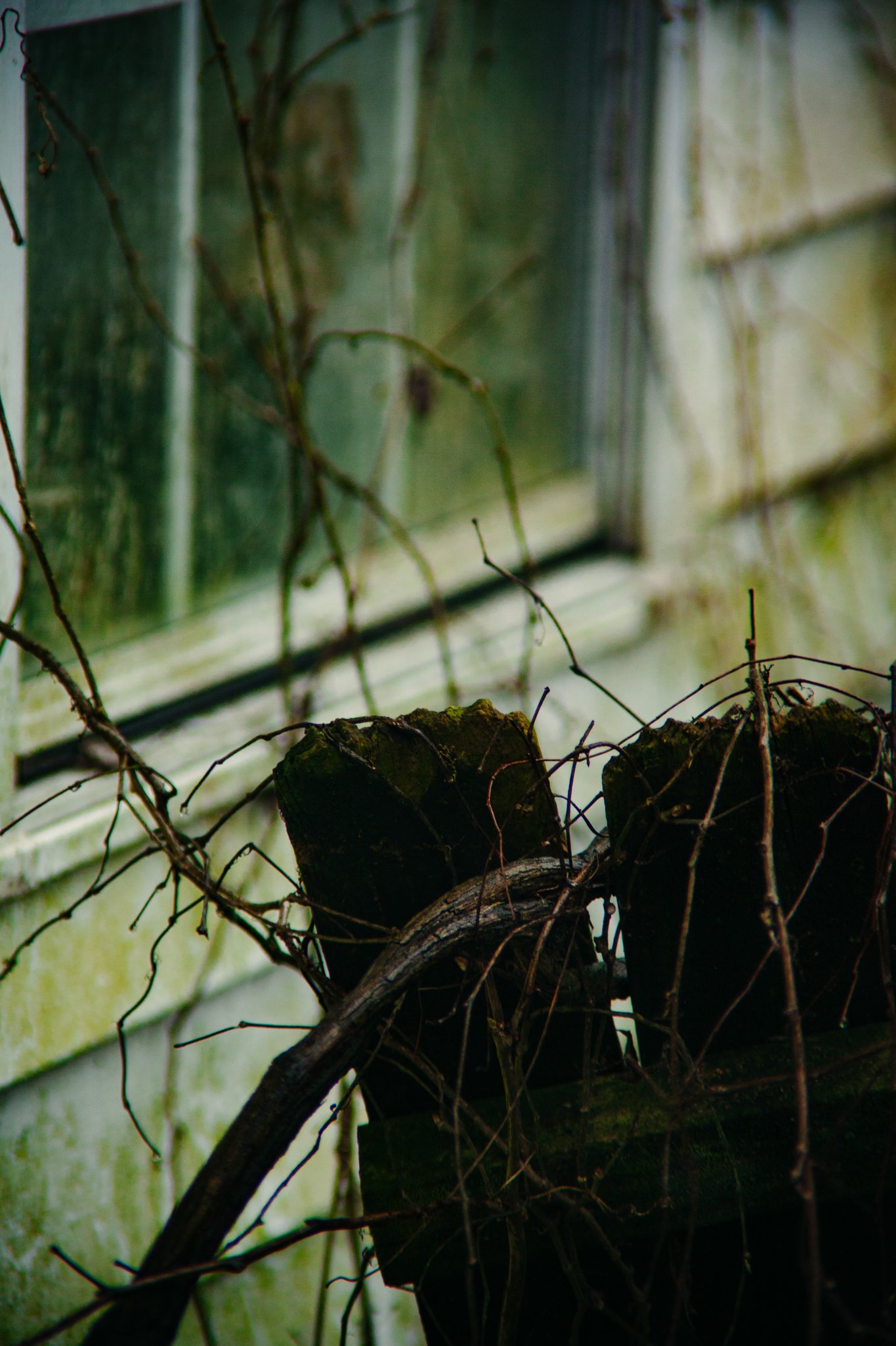 Close-up of a broken tree branch with roots in the foreground and a green house window with wooden siding in the background.