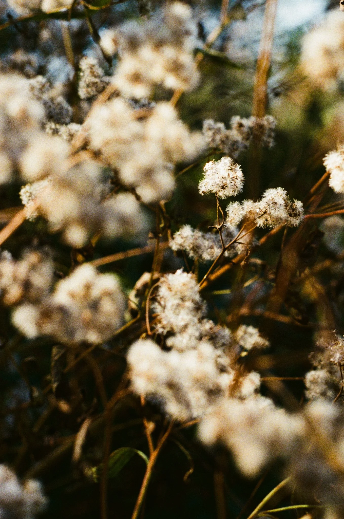 Close-up of fluffy white flowers and some green leaves on a bush, with out-of-focus background.