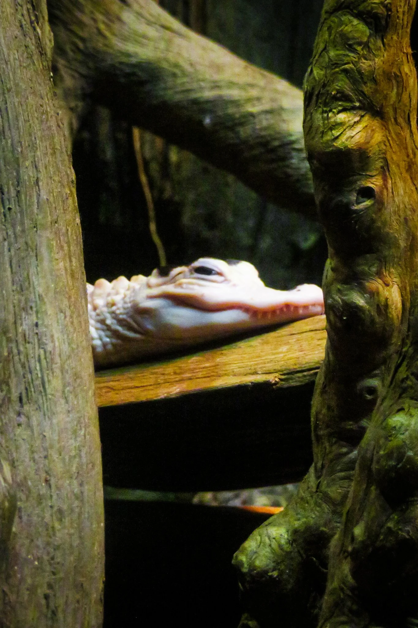 A close-up of a white alligator resting on a wooden surface surrounded by trees, with a dark background.